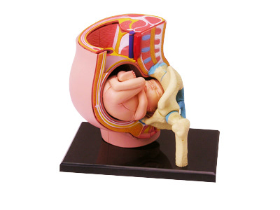 Flying Tiger: Pregnancy Model, 2019