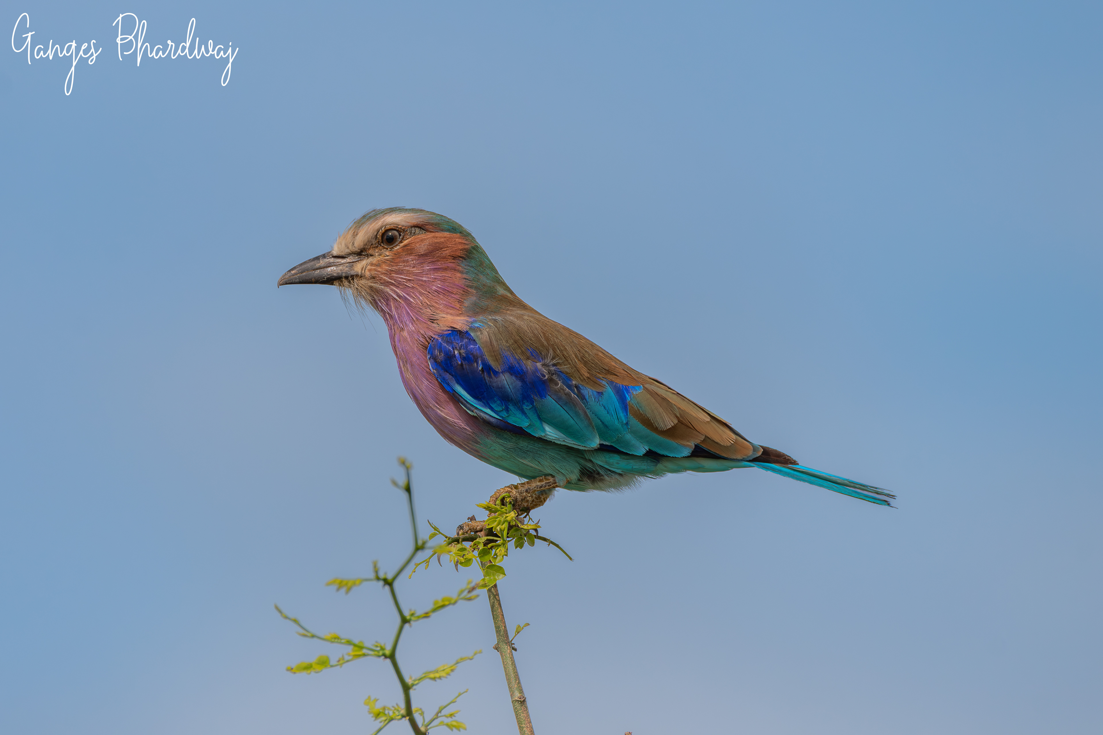 Lilac-breasted roller