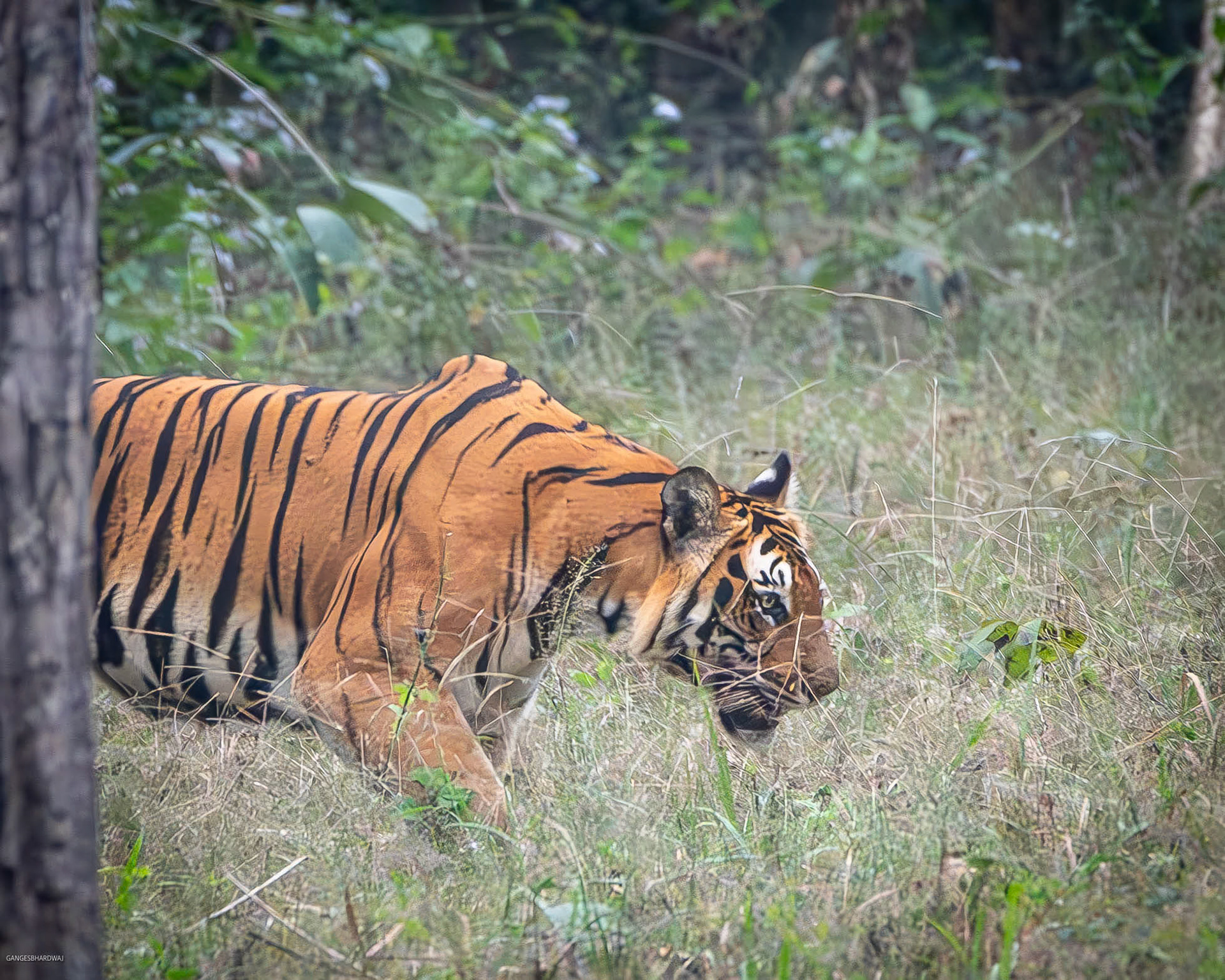 Temple Tank Tigress