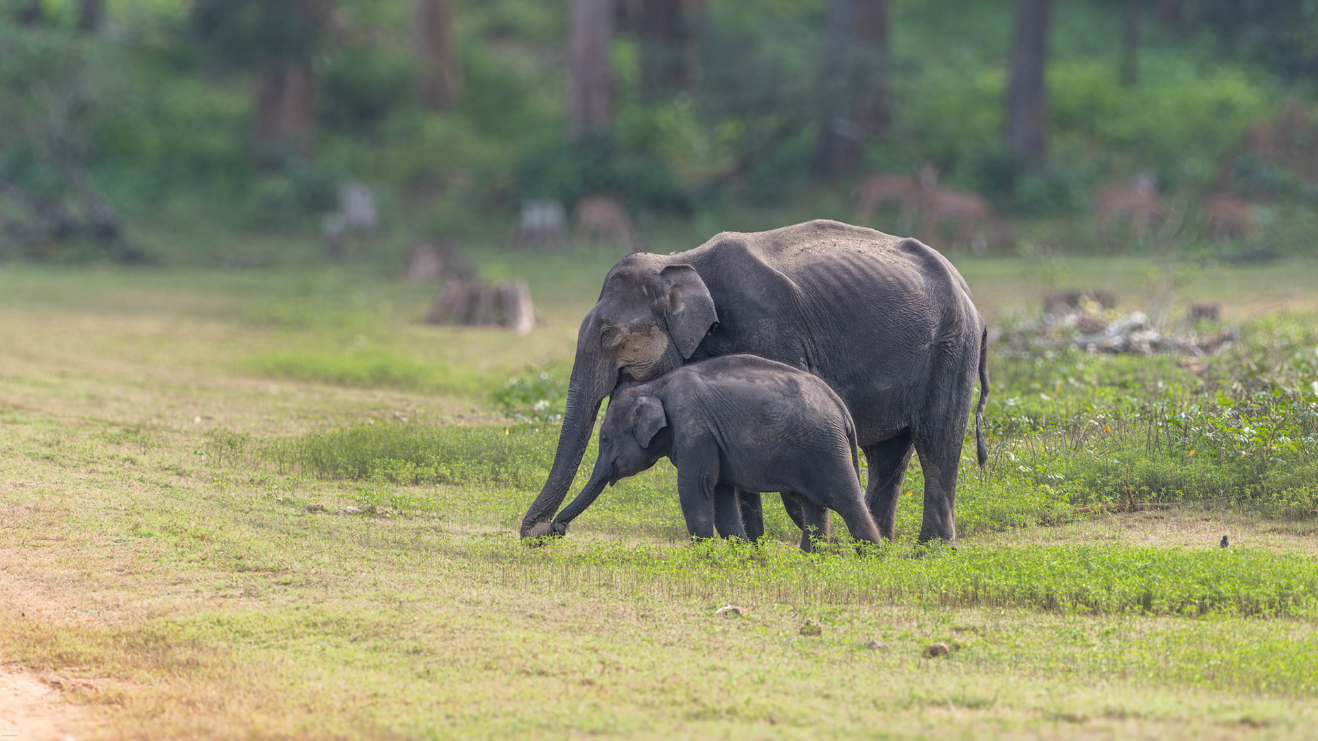 Asiatic Elephant teaching her baby at Kabini