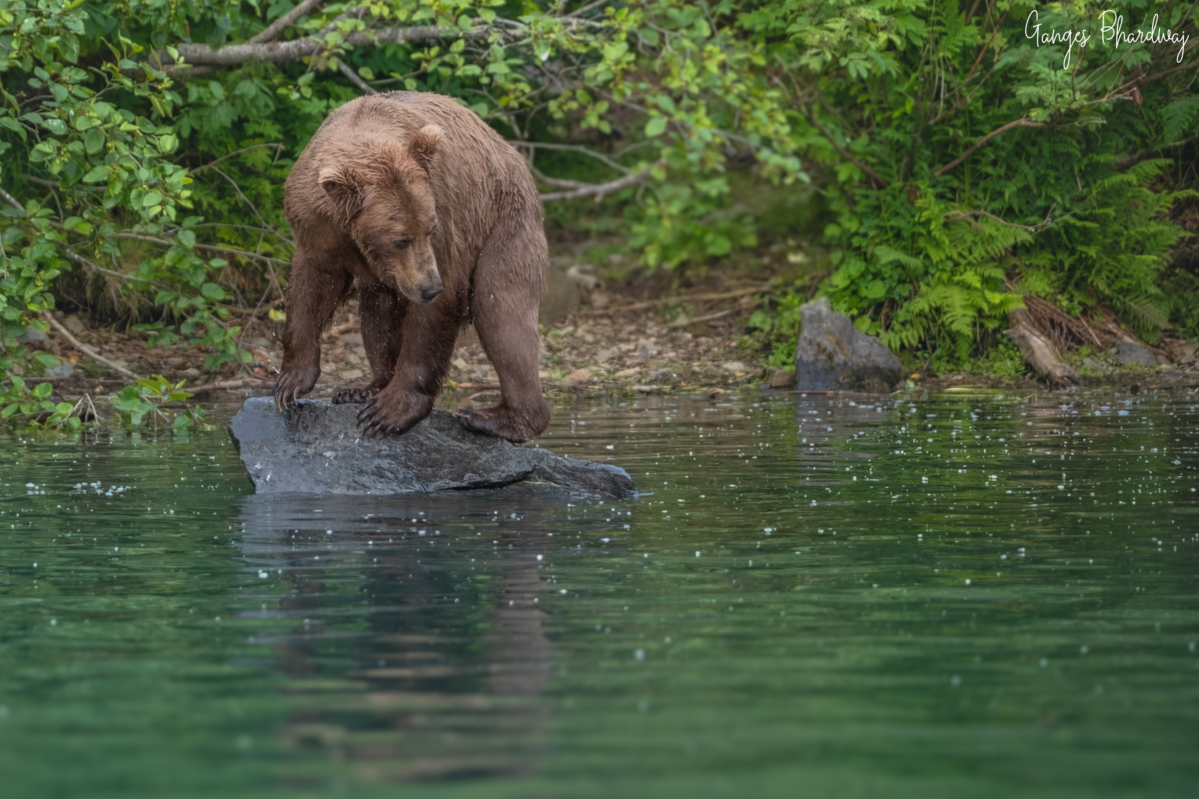 Mama looking for fresh bites