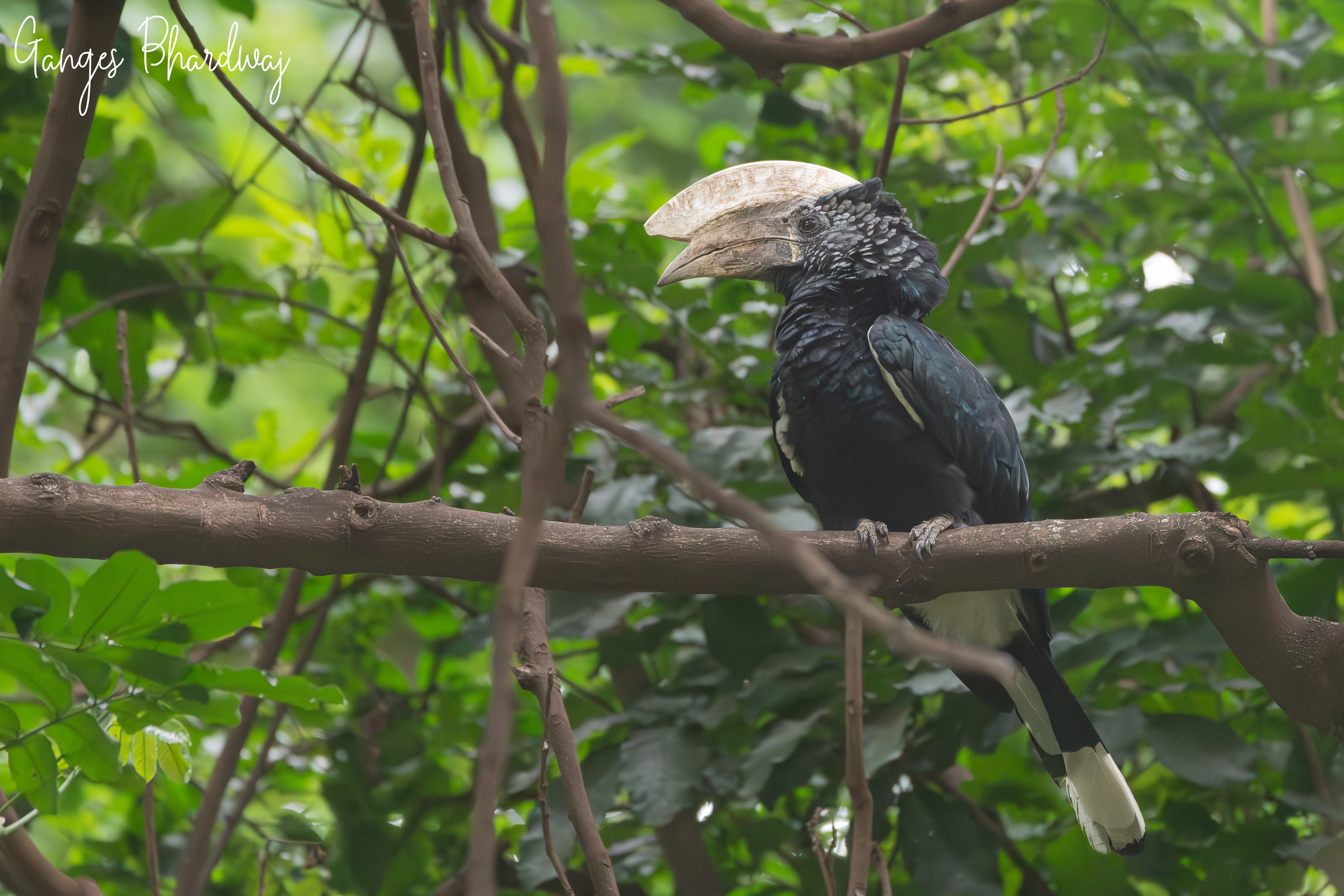Silvery-cheeked Hornbill
