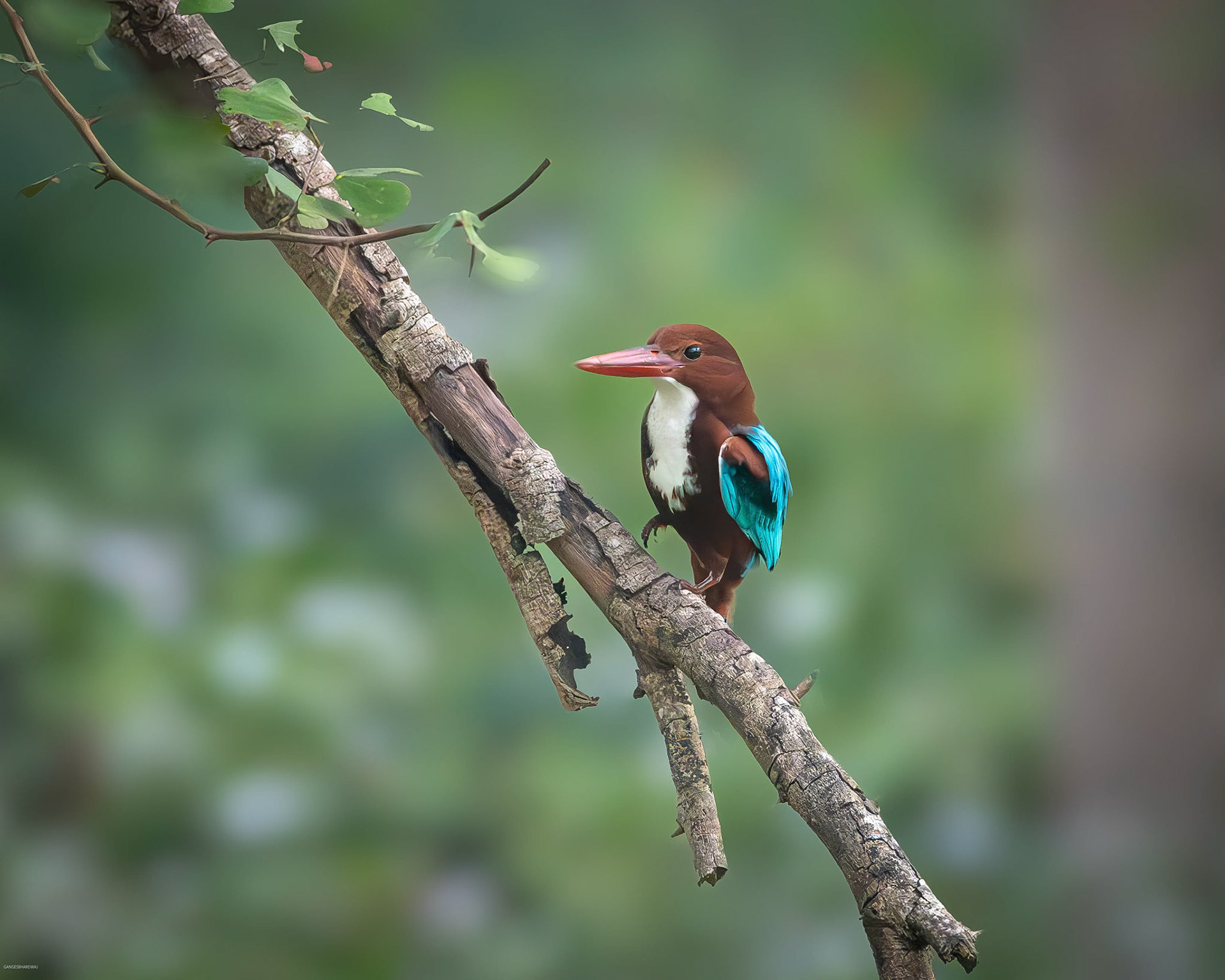 White-throated Kingfisher at Kabini