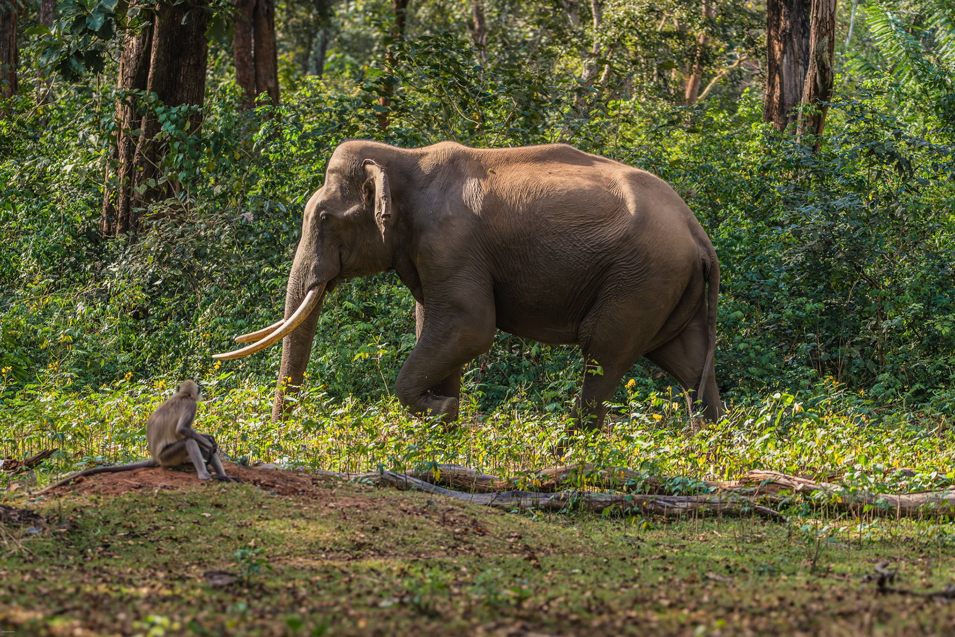Asiatic Elephant at Kabini