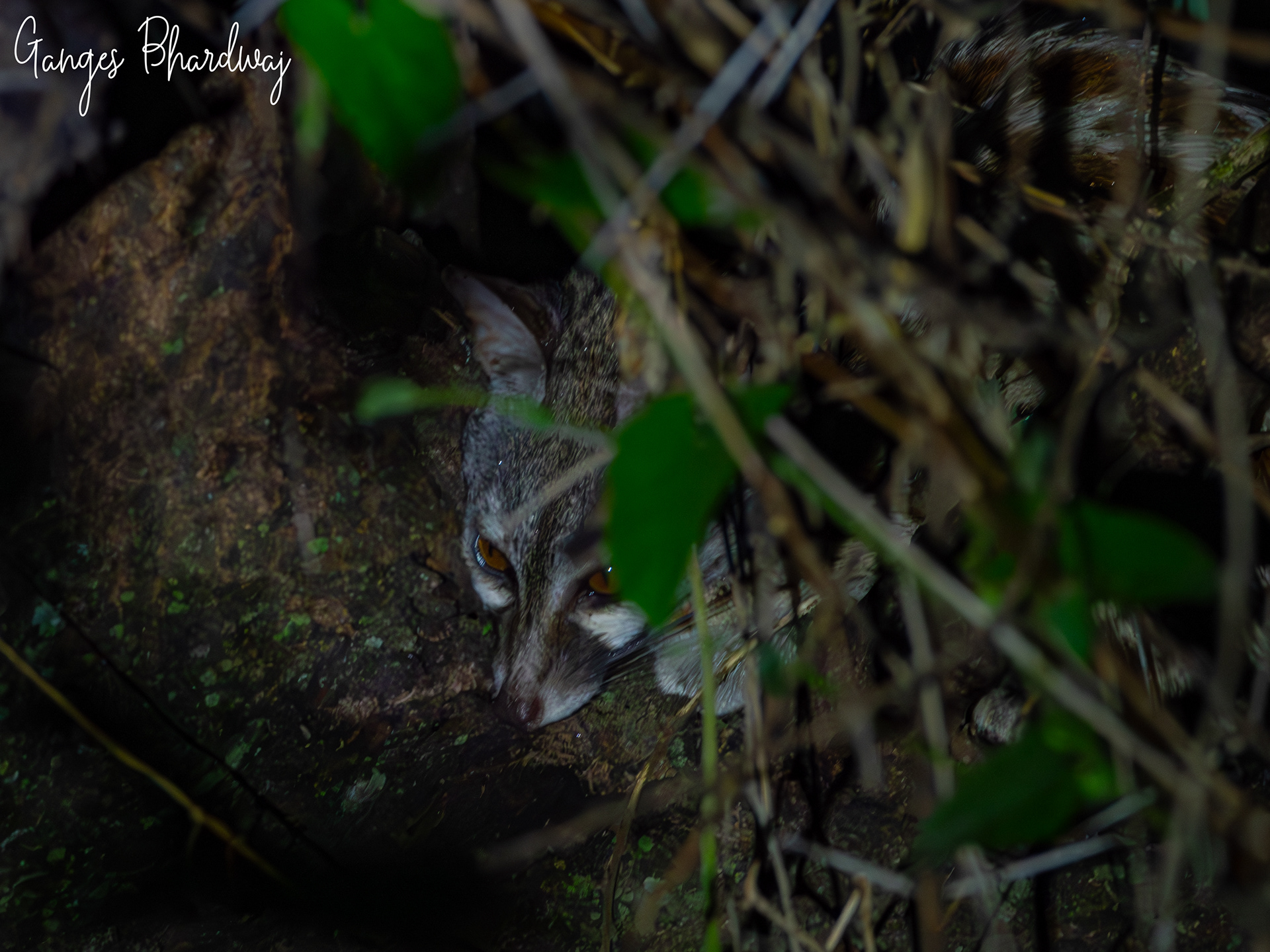 Genet