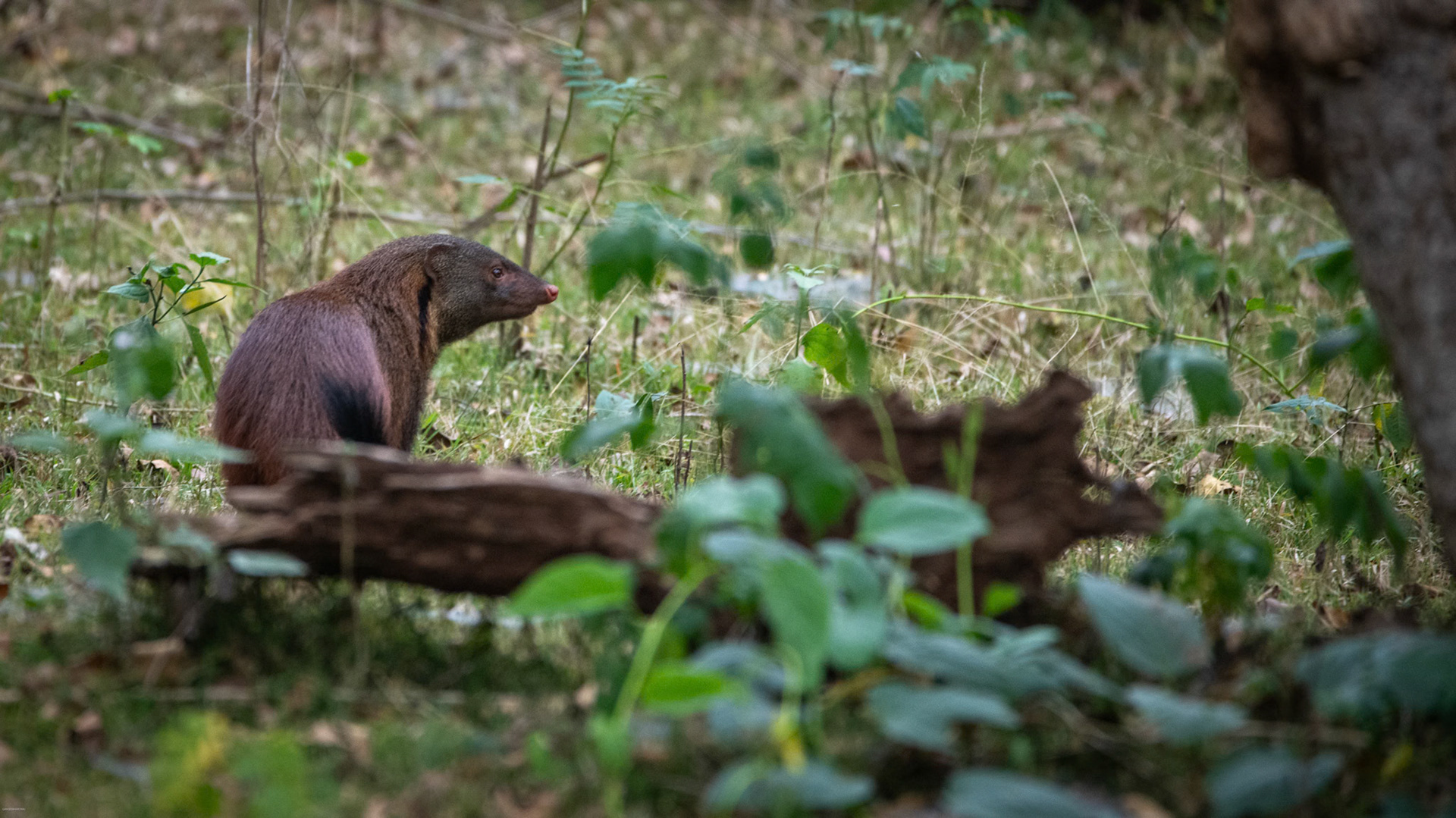 Stripe-necked Mongoose