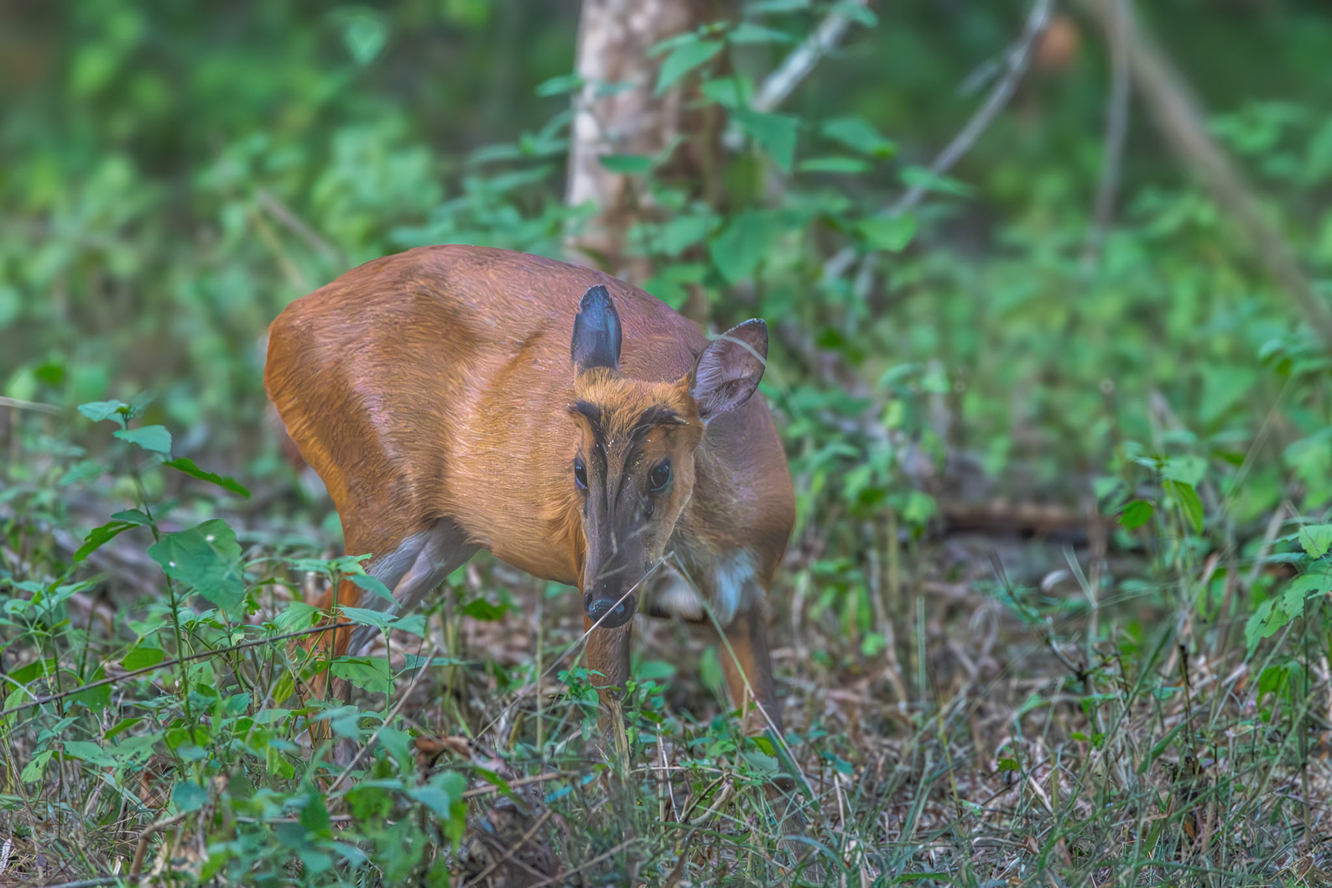 Barking Deer at Kabini