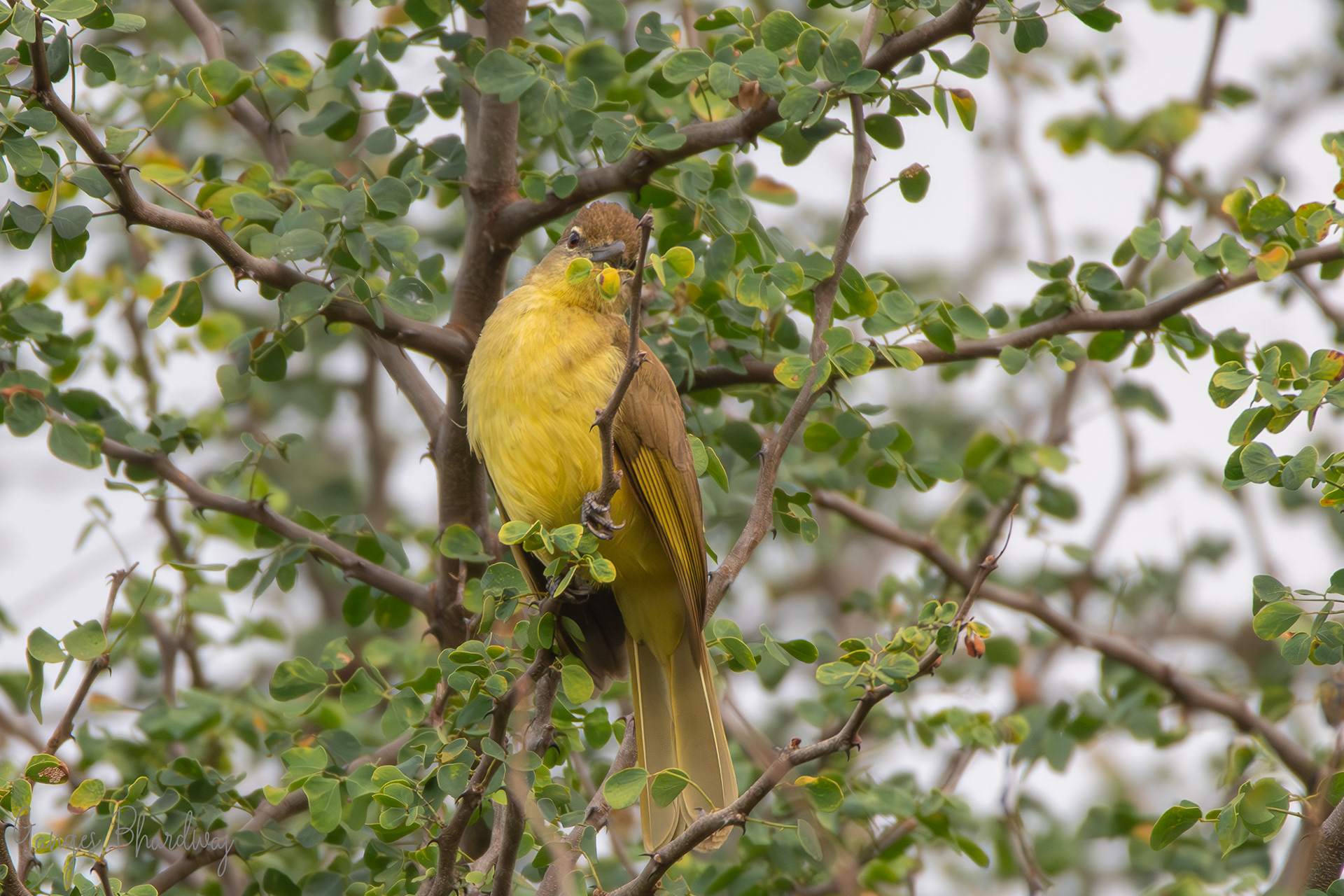 Yellow-bellied Greenbul