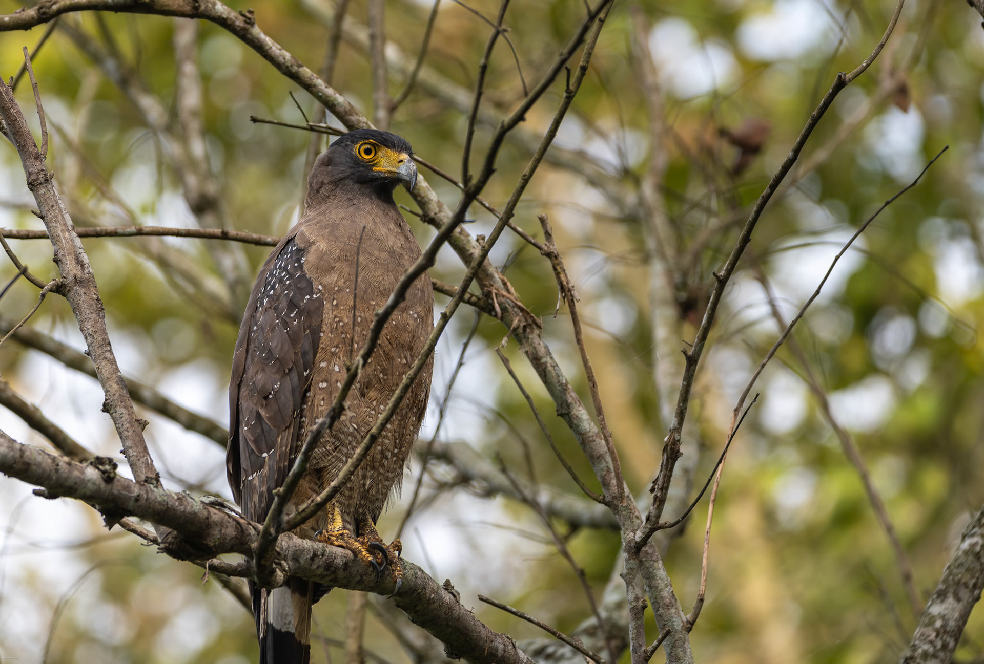 Serpent Eagle at Kabini