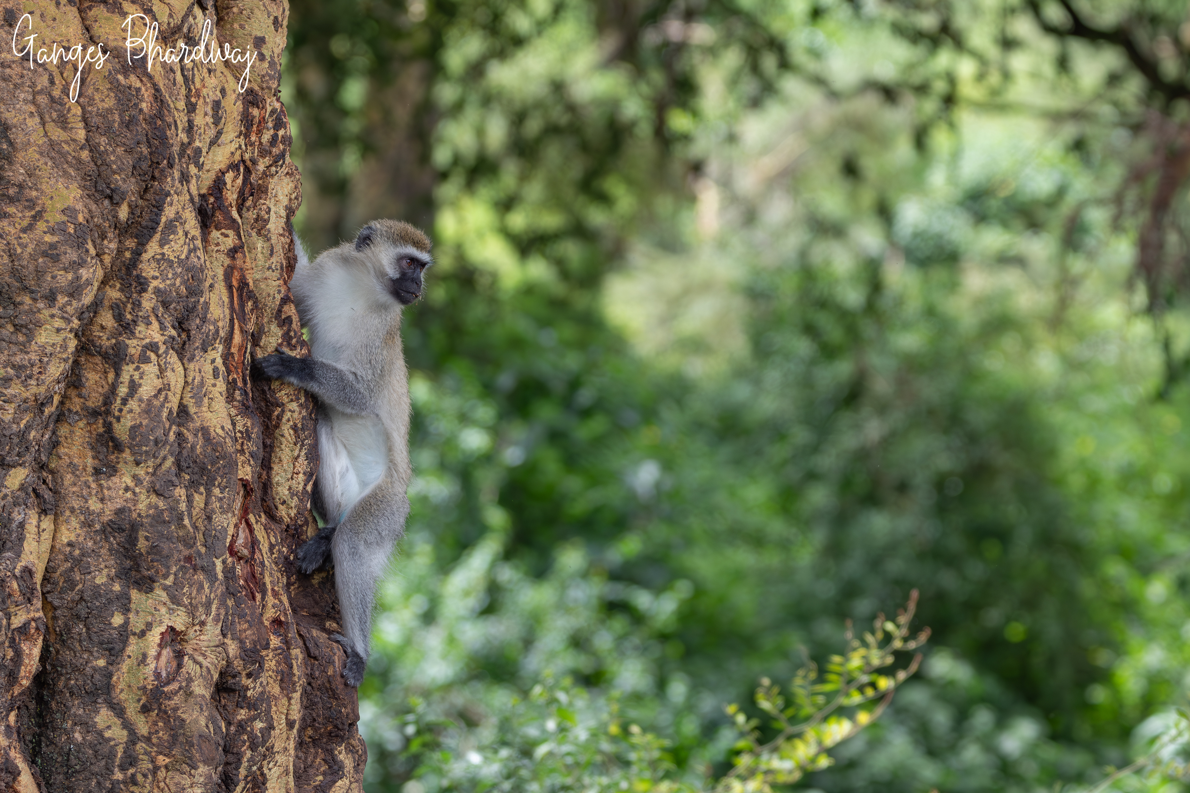 Vervet Monkey