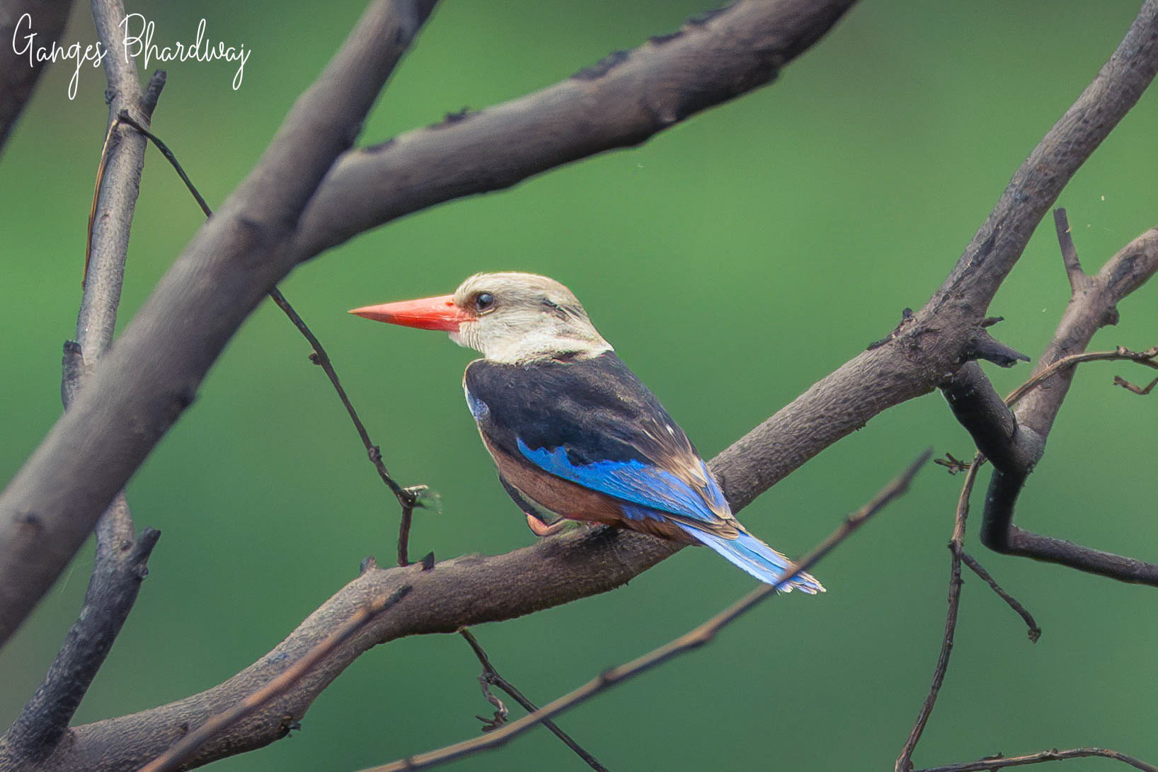 Grey-headed Kingfisher