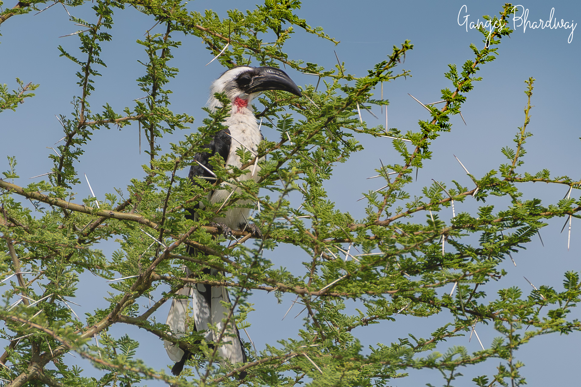 Von der Decken's Hornbill