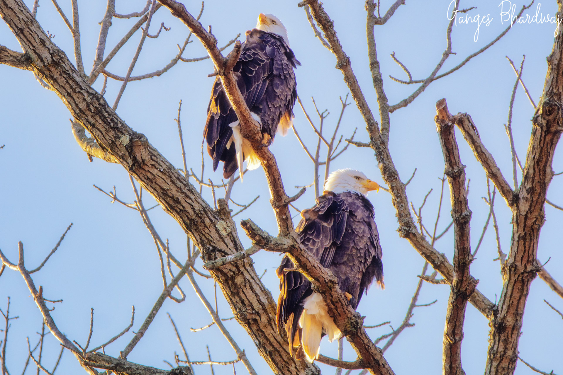 Bald Eagle pair at Conowingo dam