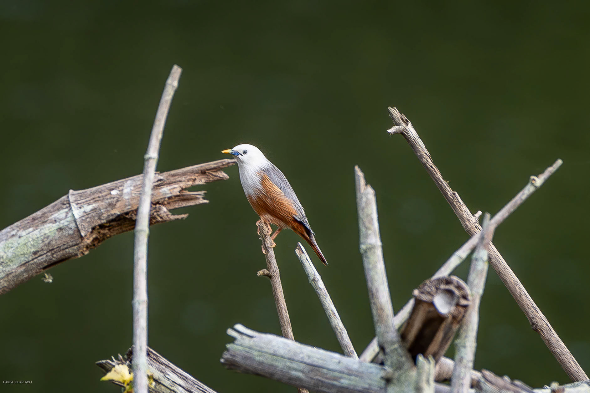 Malabar Starling at Kabini