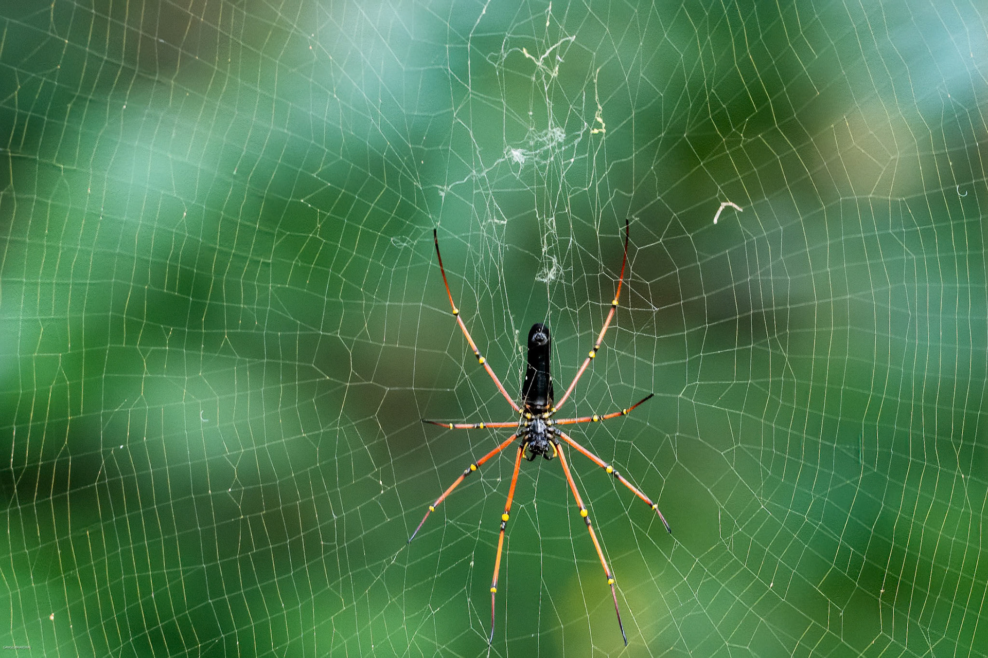 Giant Wood Spider at Kabini