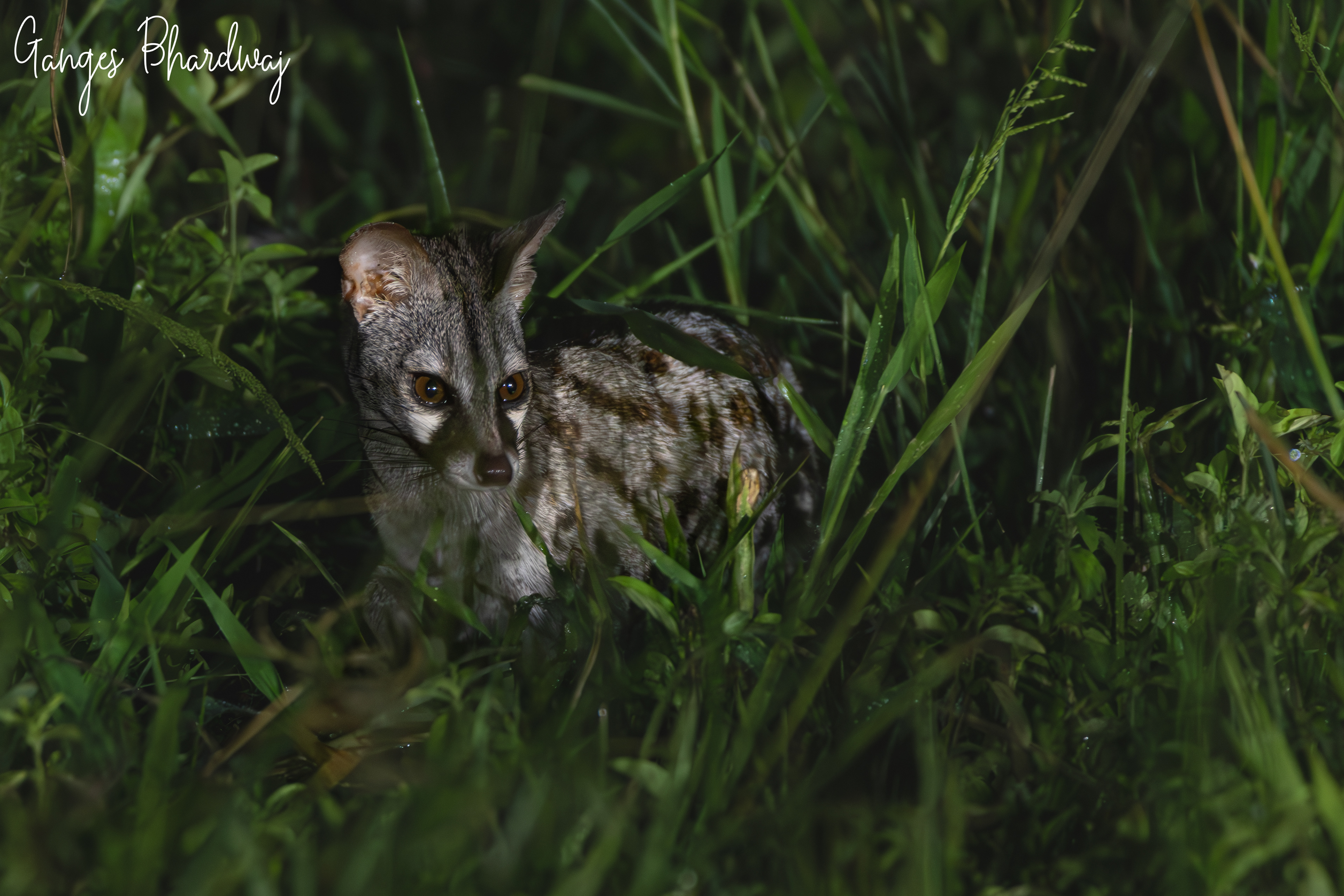Genet cat