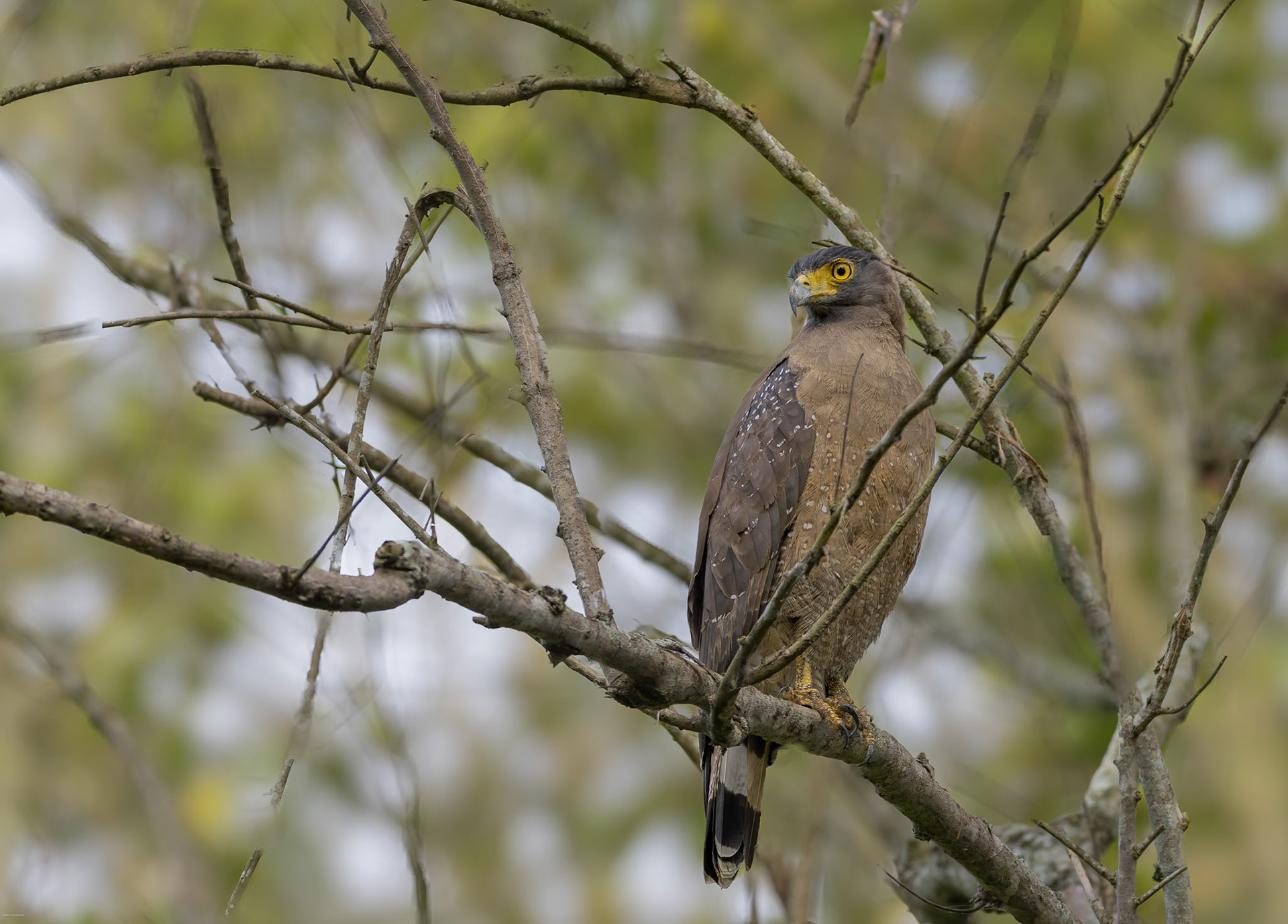 Serpent Eagle at Kabini