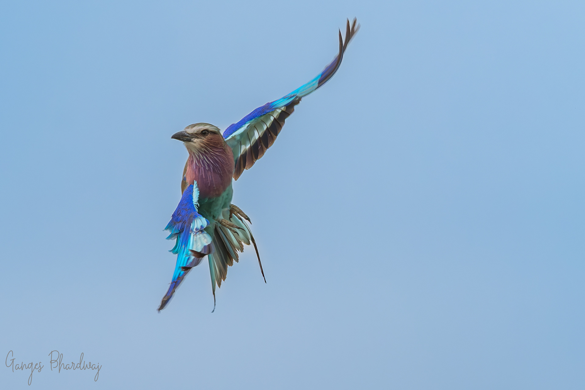 Lilac-breasted Roller