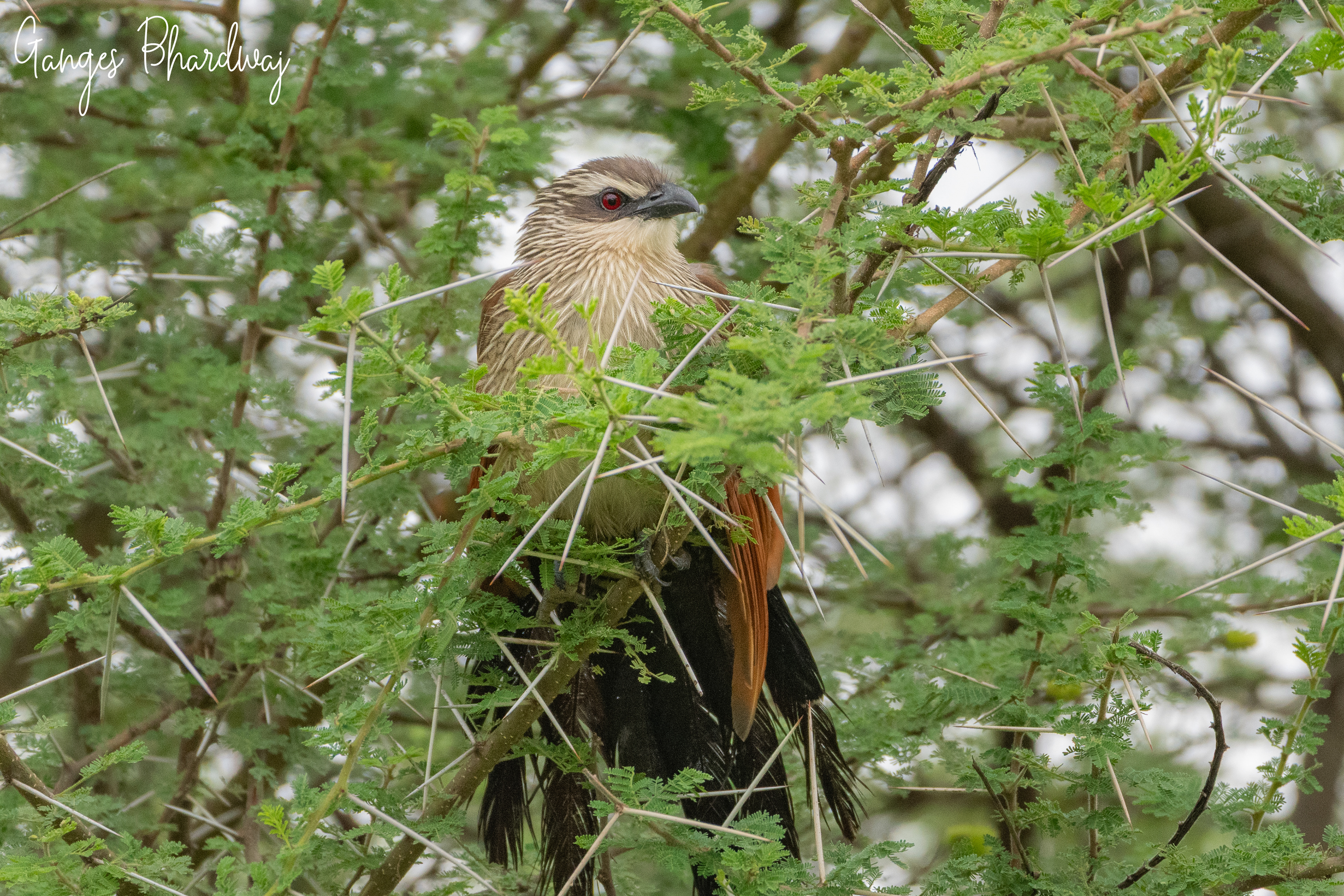 White-browned Coucal