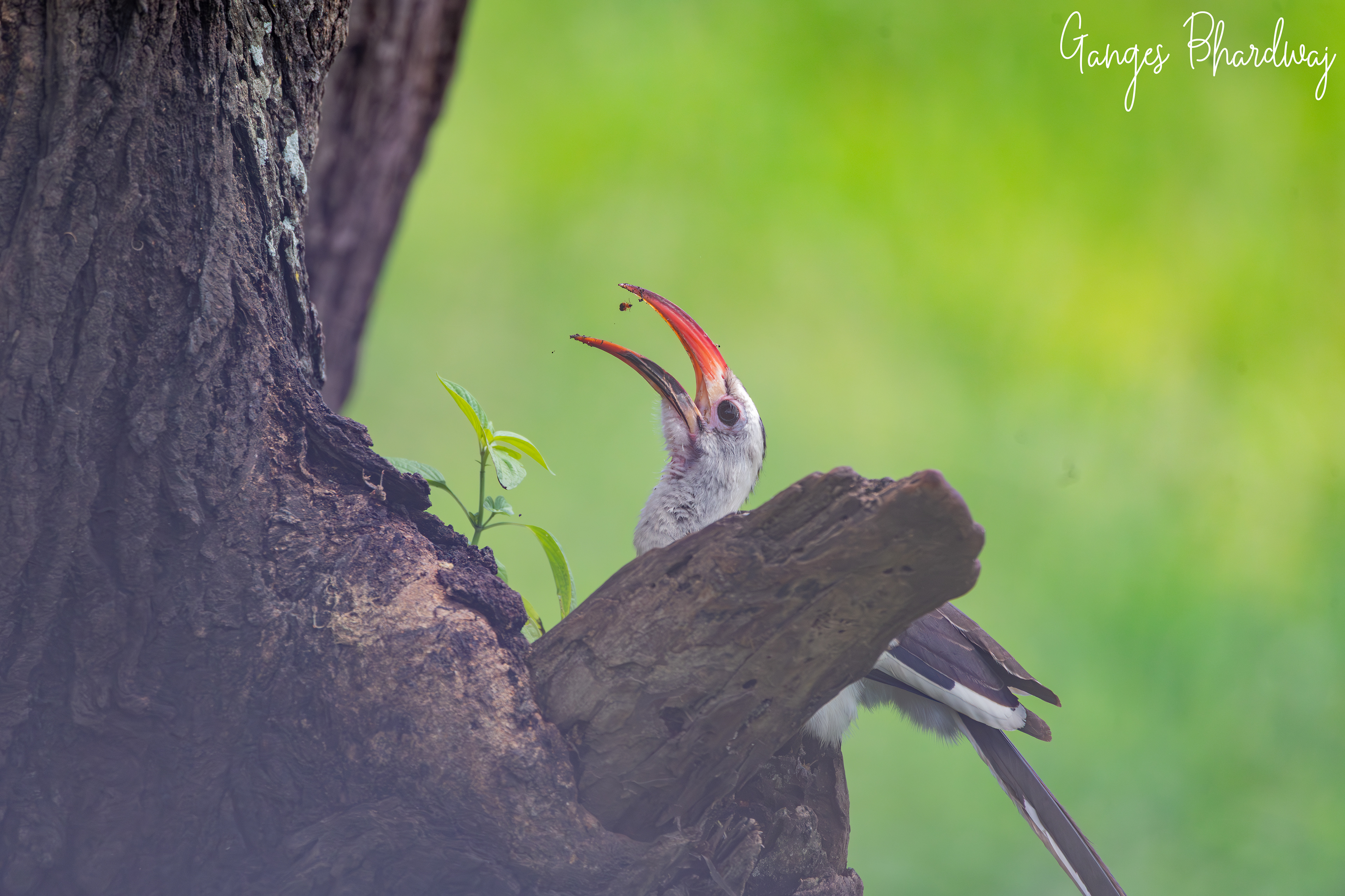 Northern Red-billed Hornbill (Zazu)