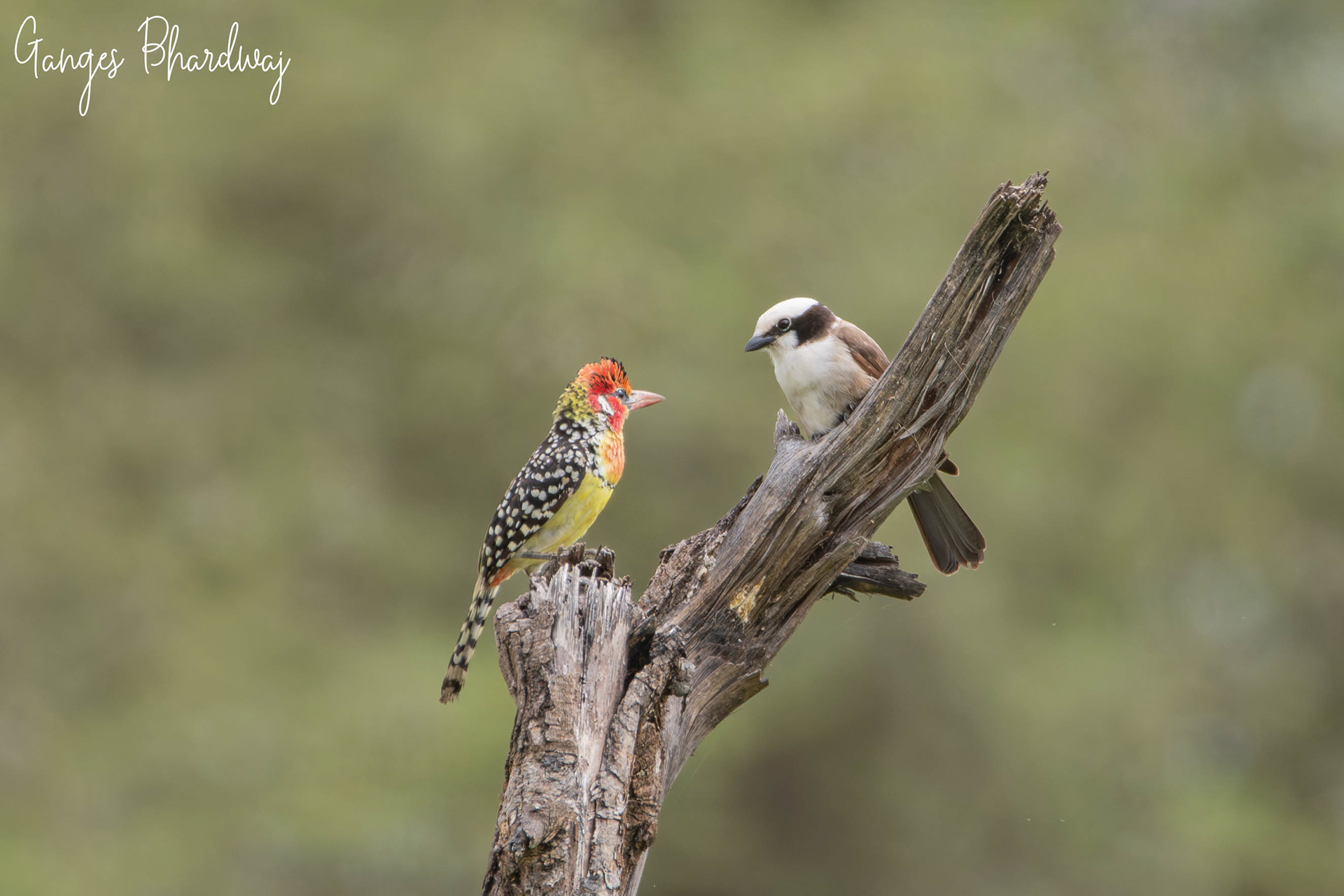 Red-and-yellow Barbet staring contest with a white-rumped Shrike