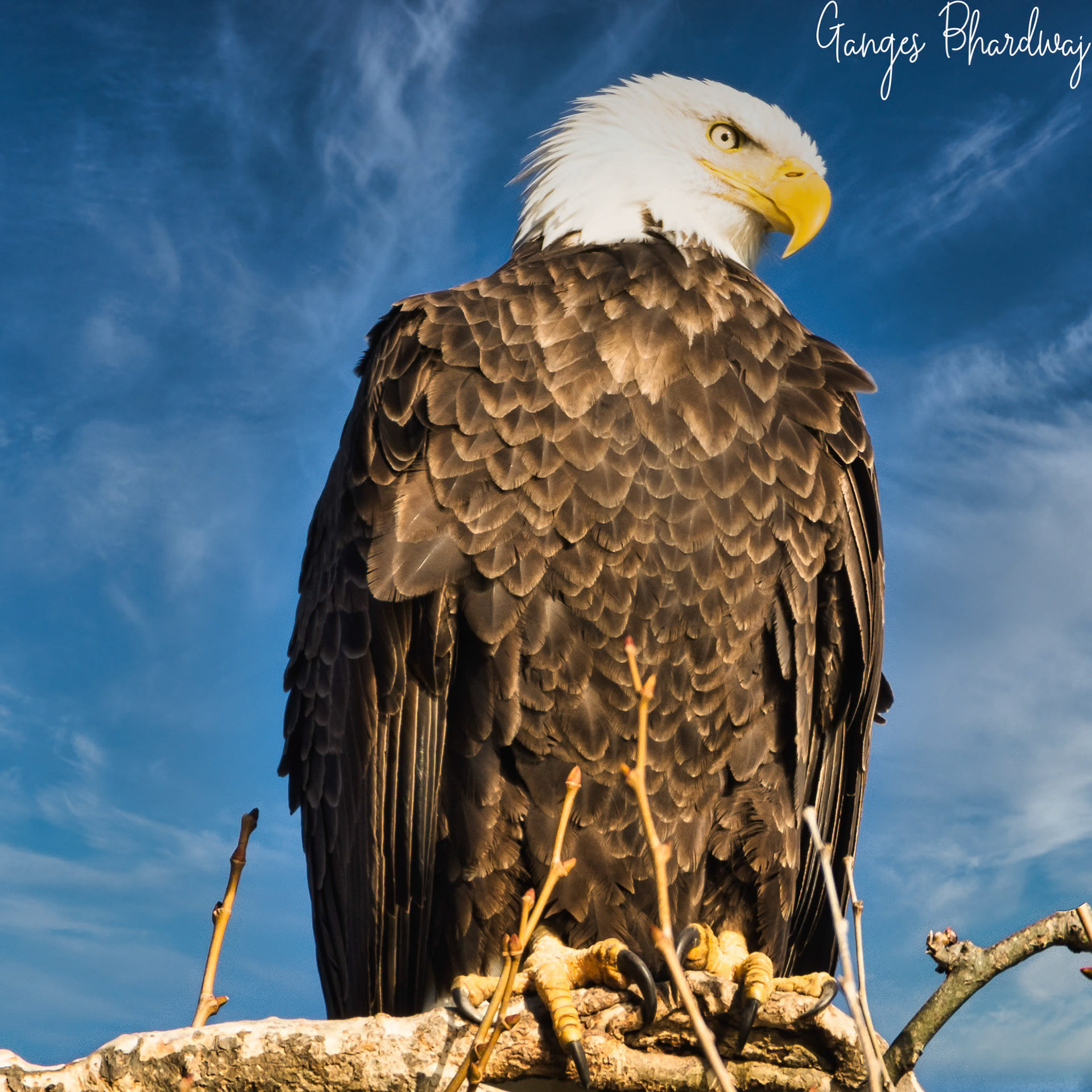 Bald Eagle at Conowingo Dam