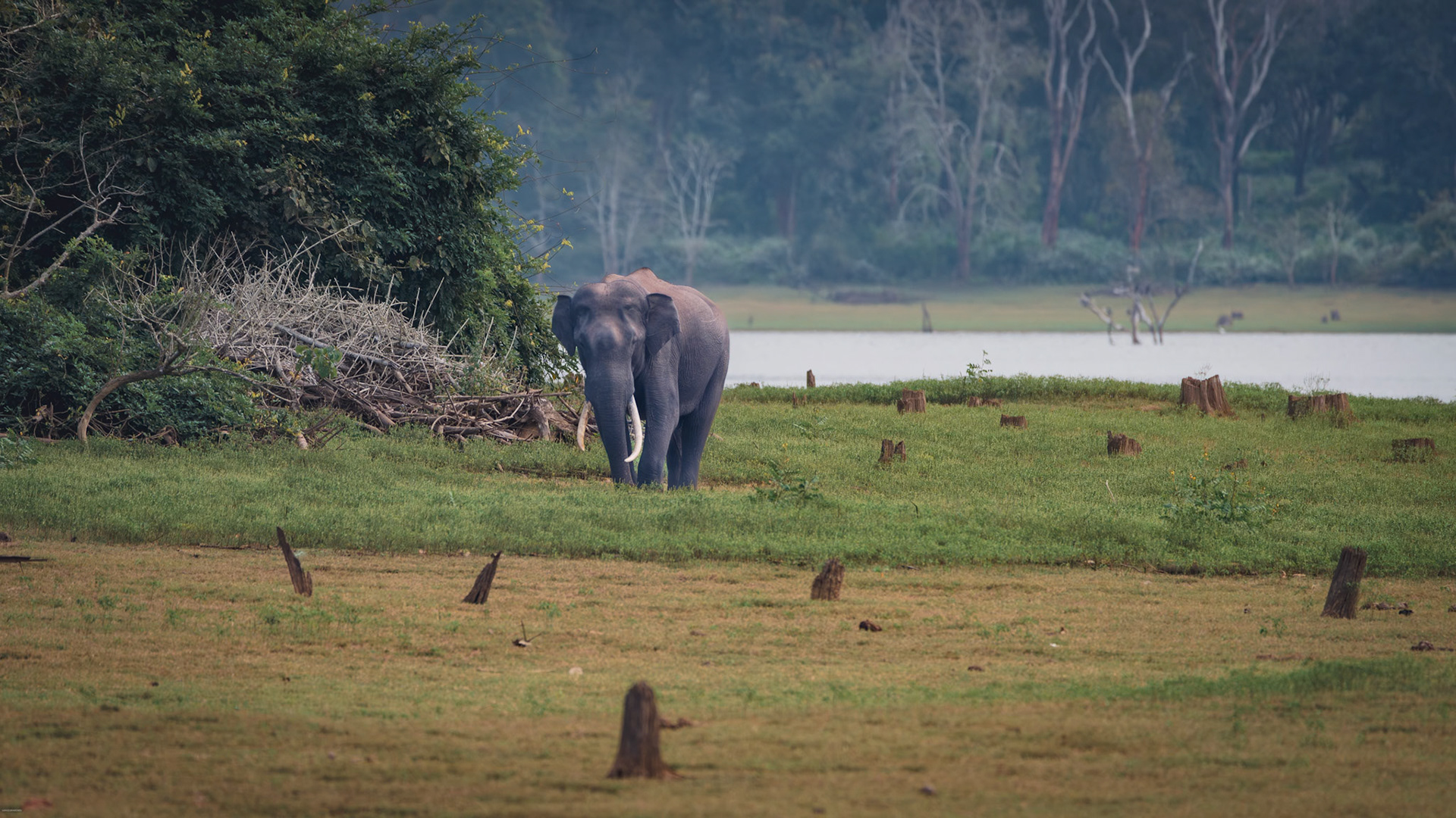 Asiatic Elephant at Kabini