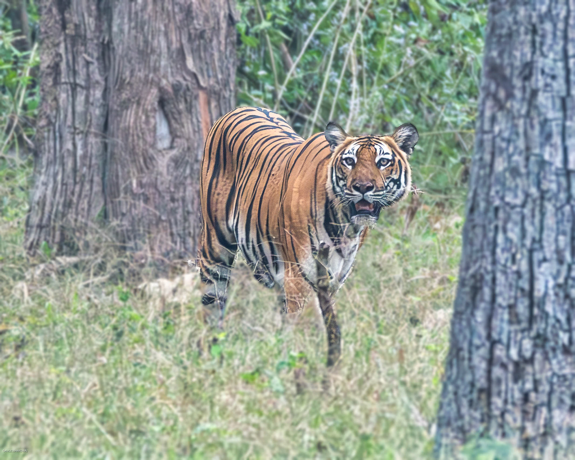 Temple Tank Tigress