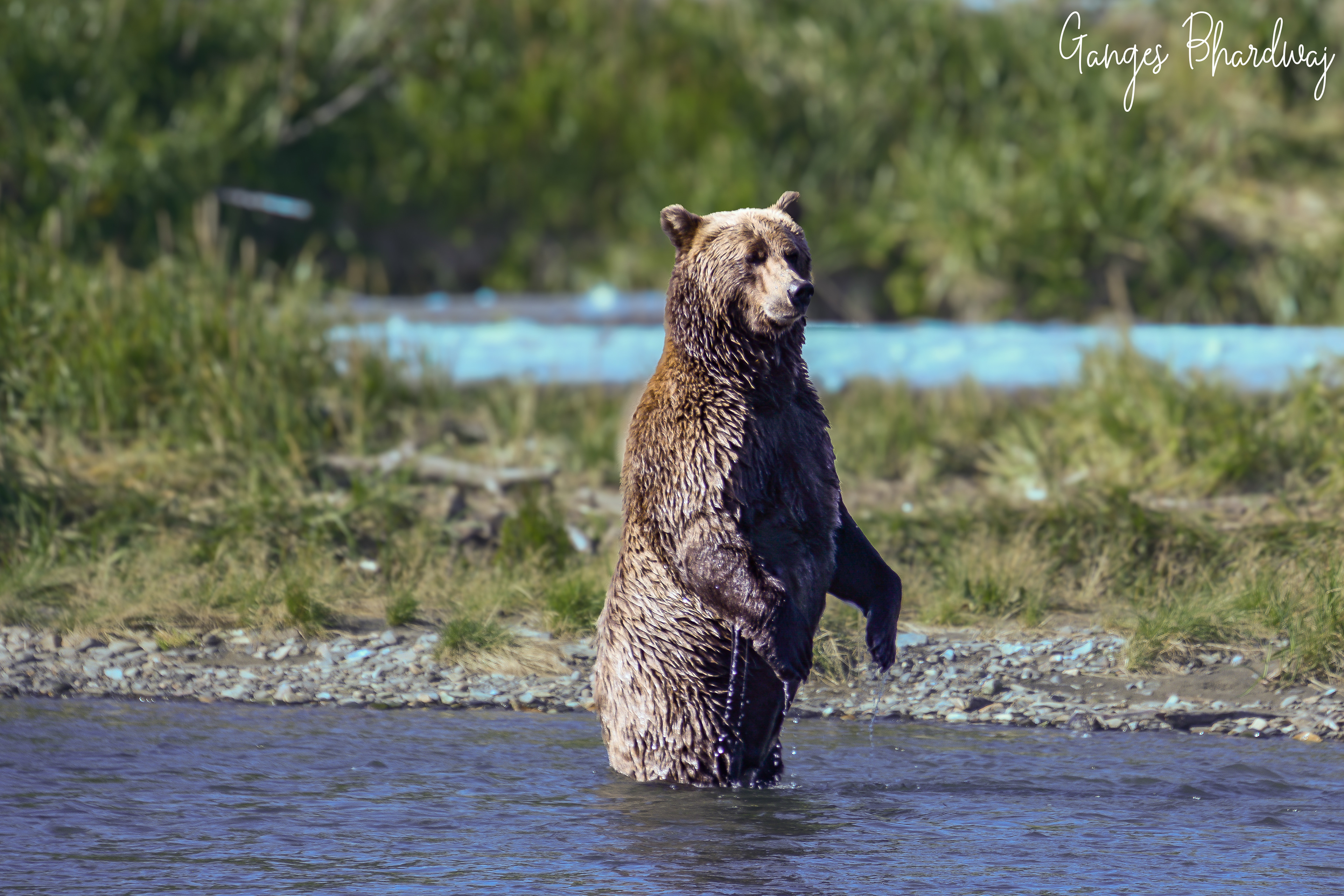 Mama on the lookout for salmon