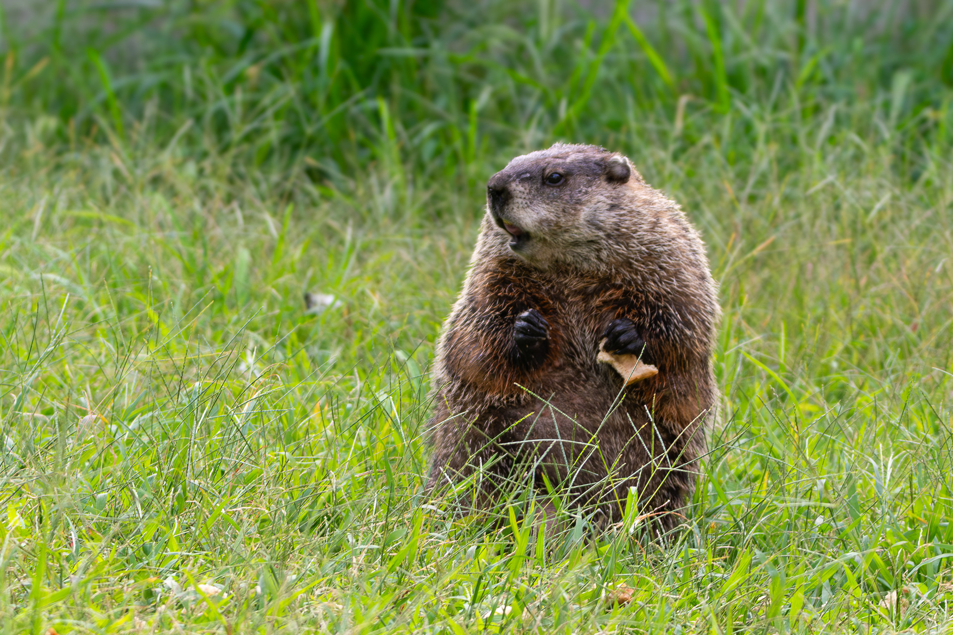 Groundhog