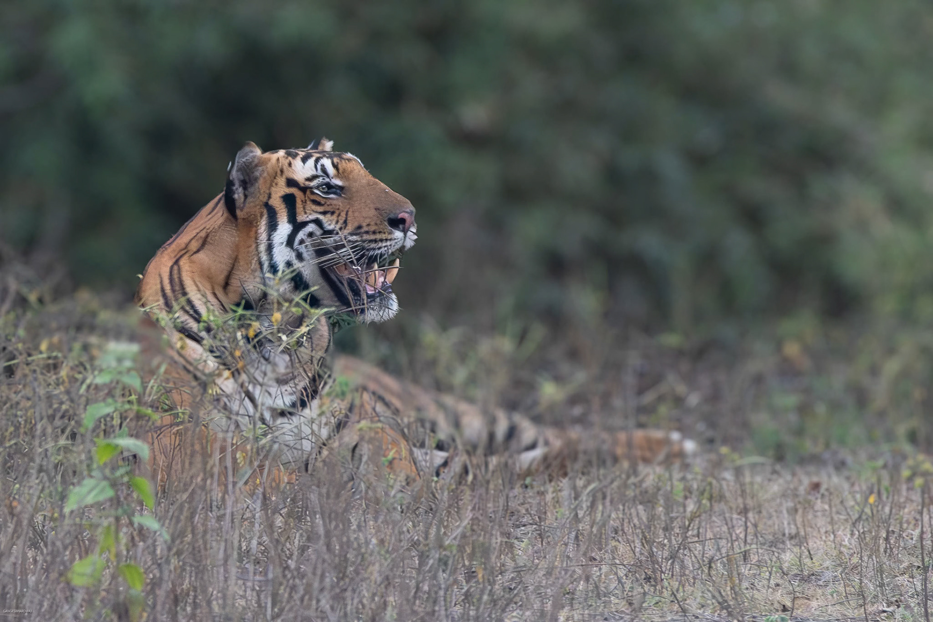 The Wandering Male at Kabini