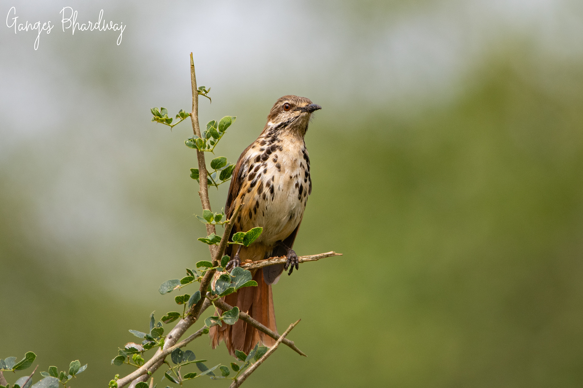 Spotted Morning Thrush