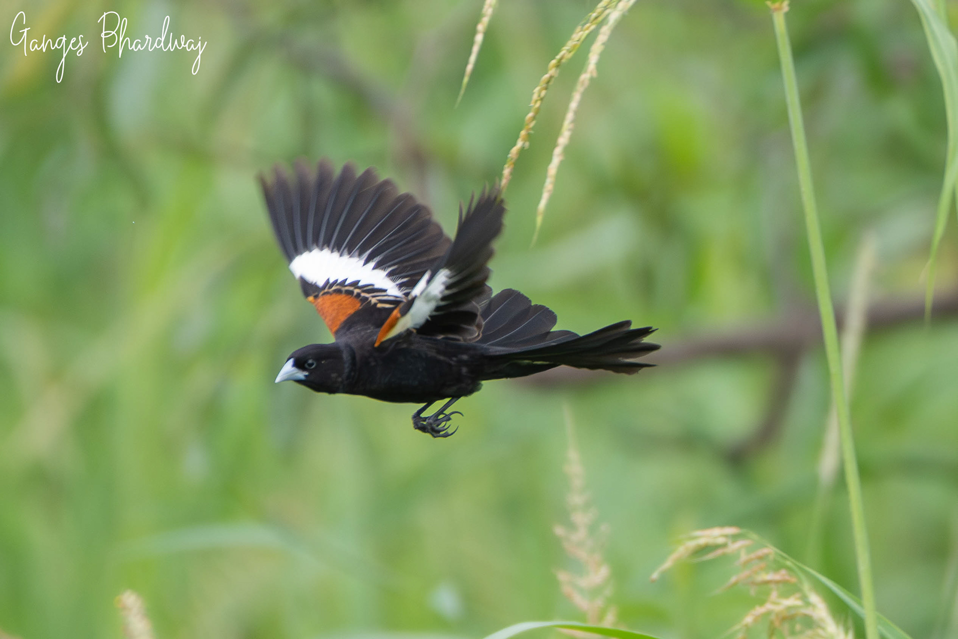 Fan-tailed Widowbird