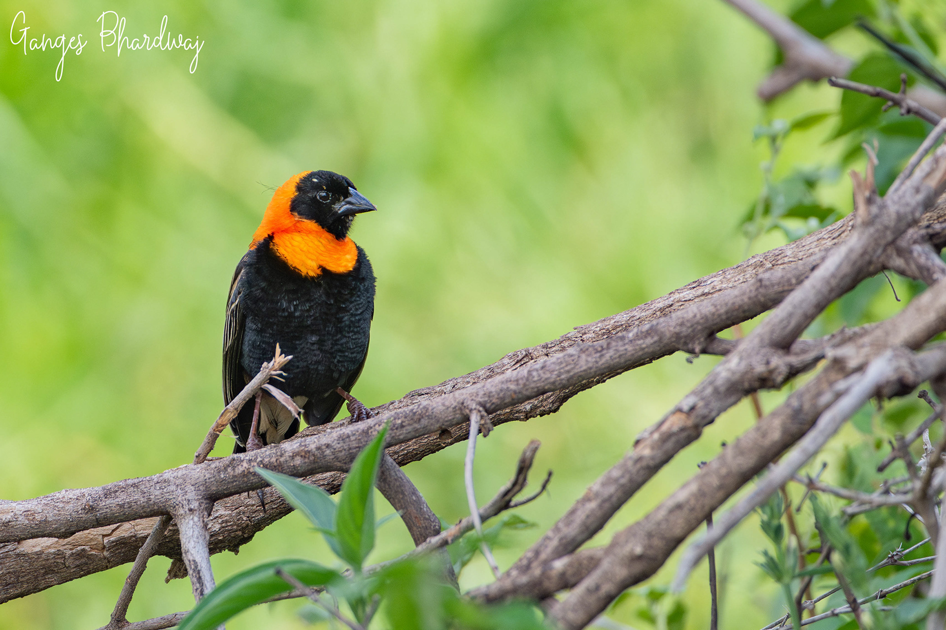 Northern Red Bishop