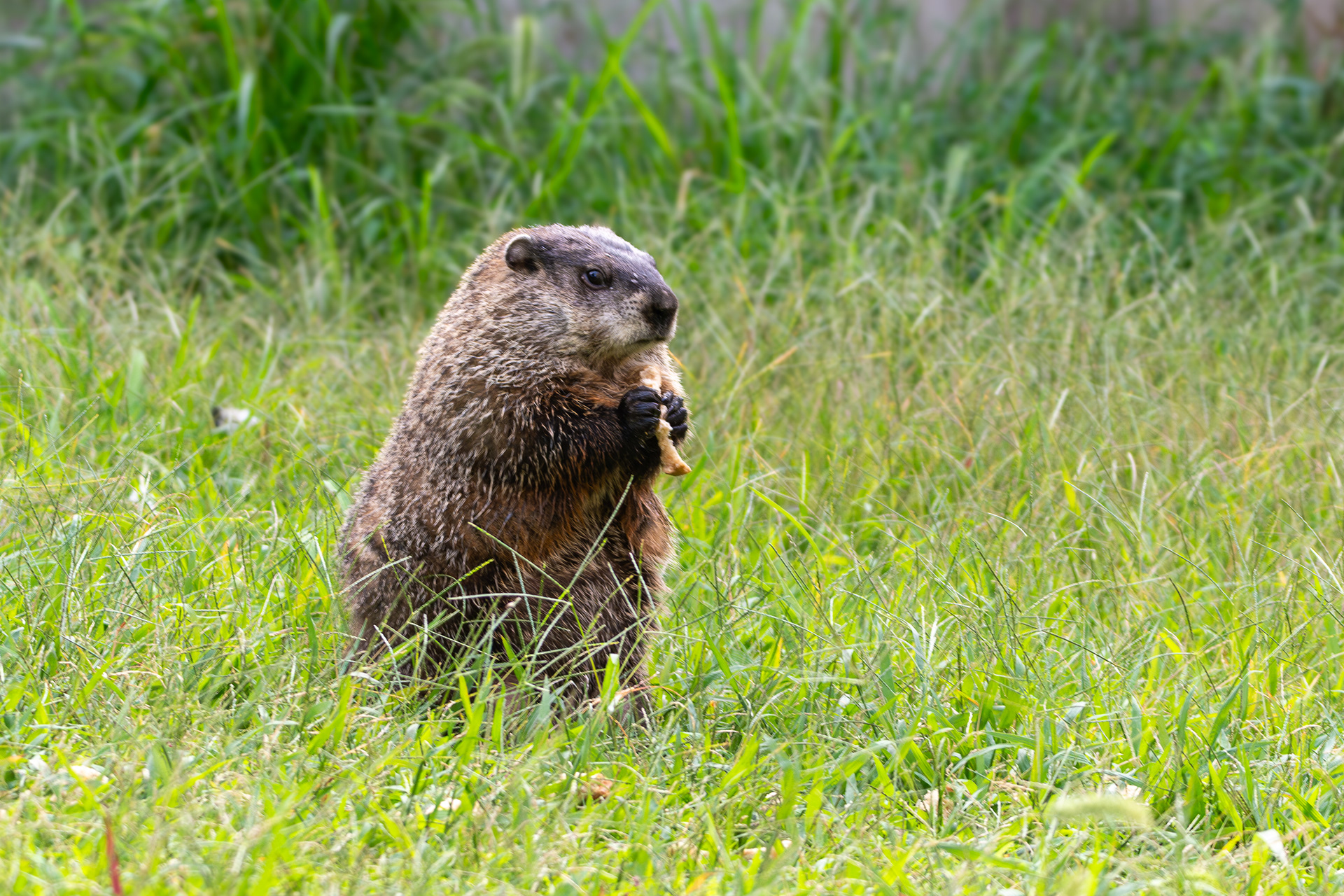 Groundhog