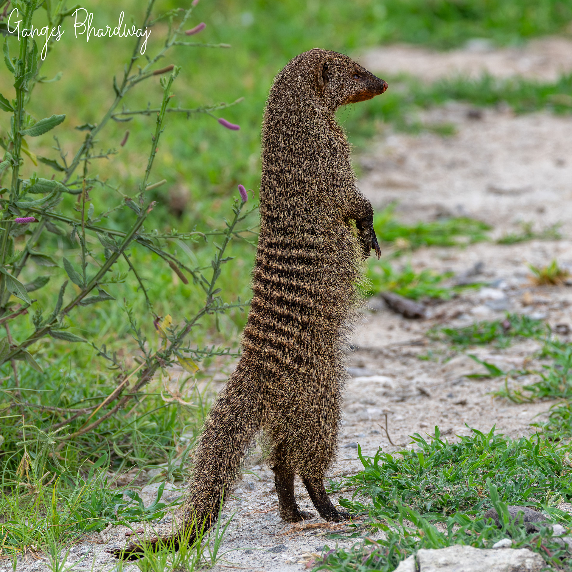 Bandit Mongoose