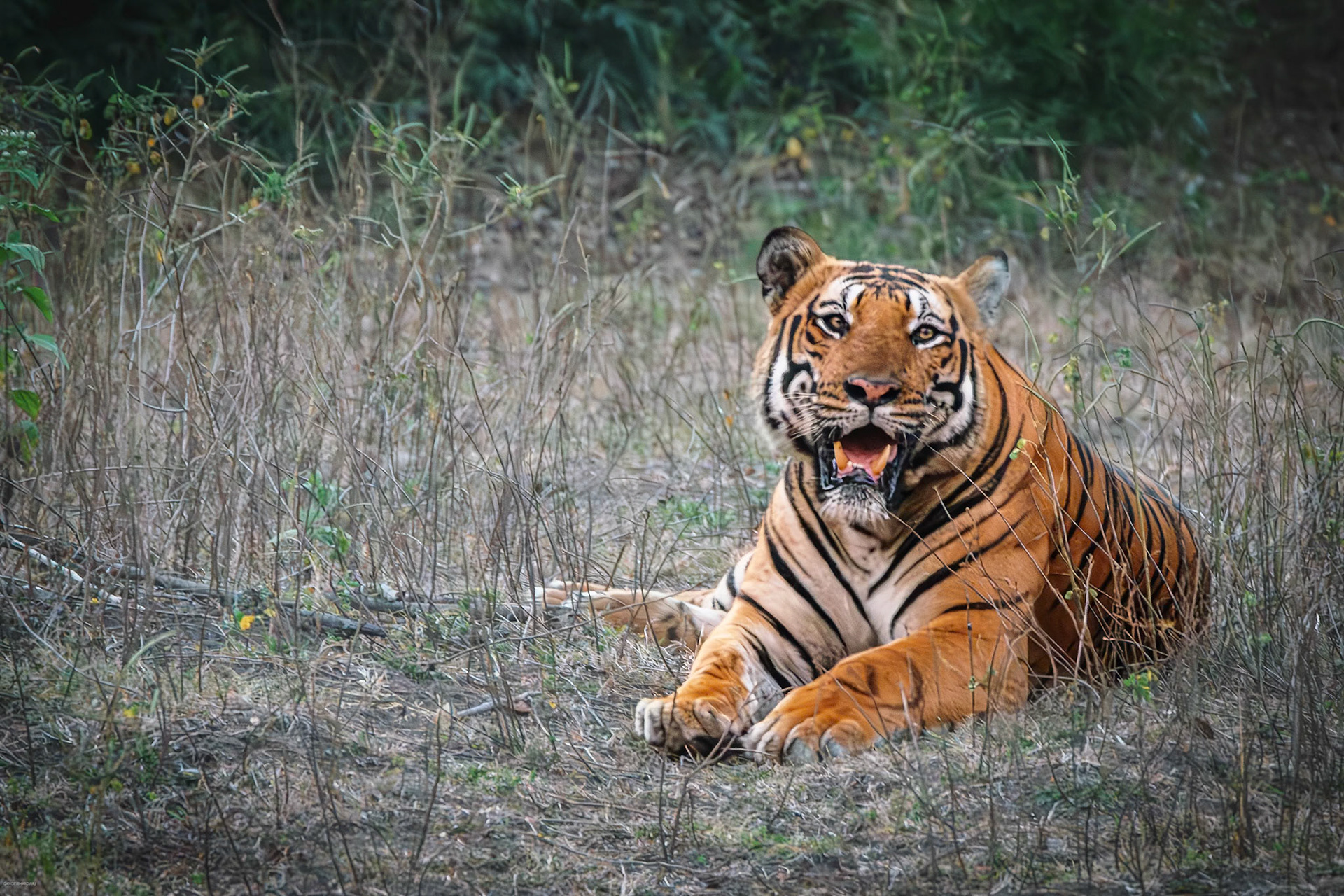 The Wandering Male chilling out