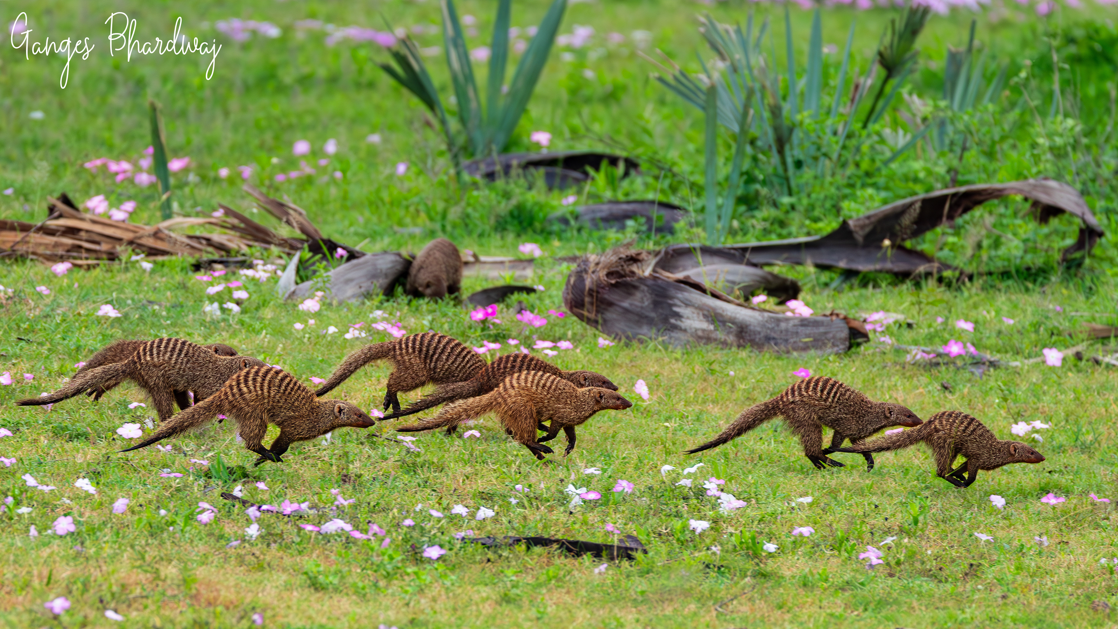 Troop of Bandit Mongoose
