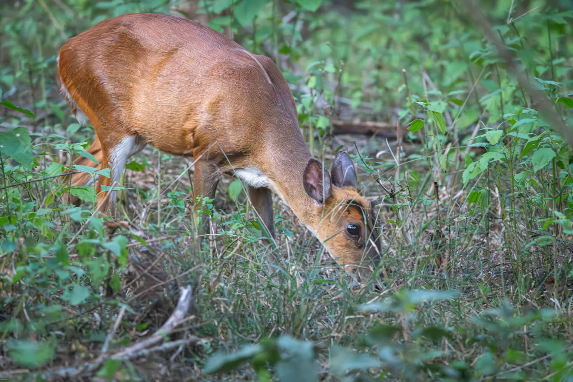Barking Deer at Kabini