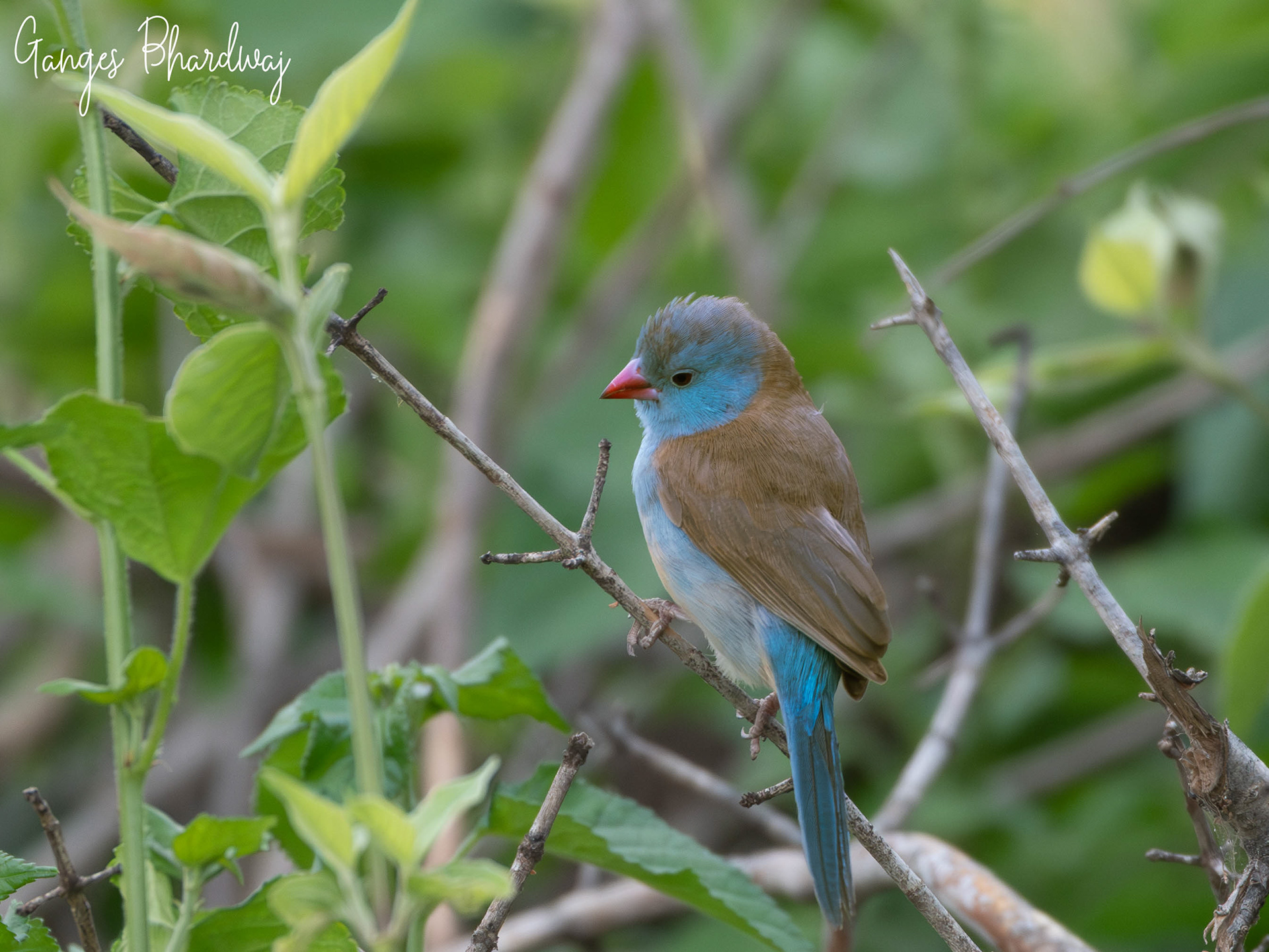 Blue-capped Cordonbleu,