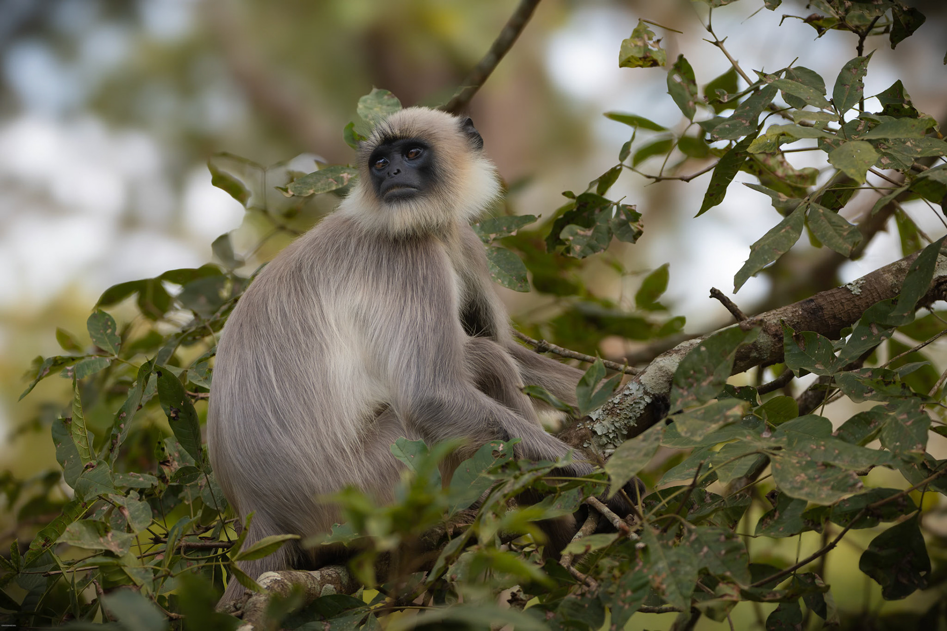Langur at Kabini