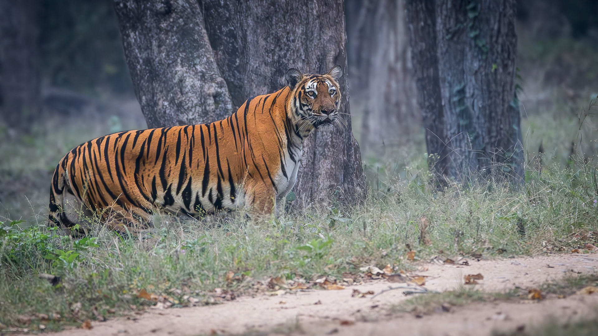Temple Tank Tigress walking towards her cubs