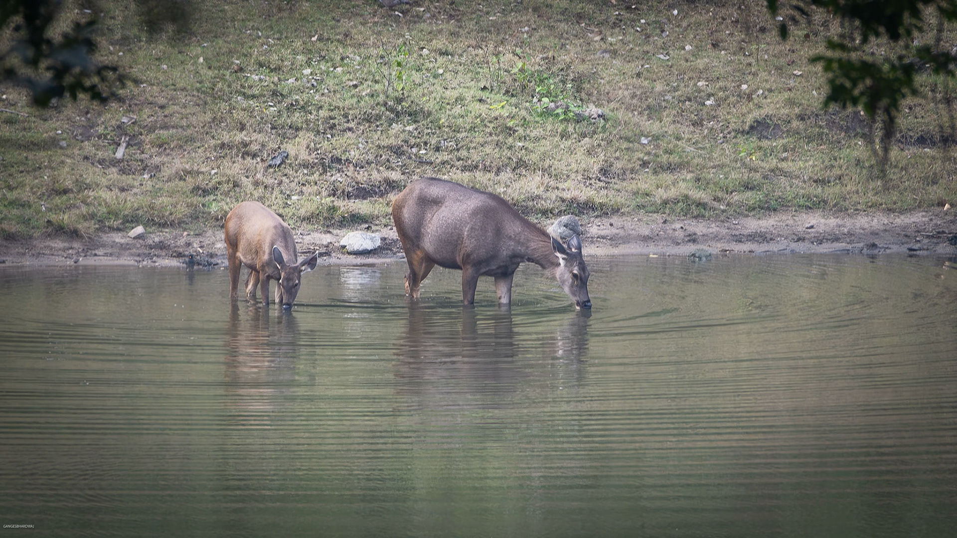 Sambar Deer at Kabini