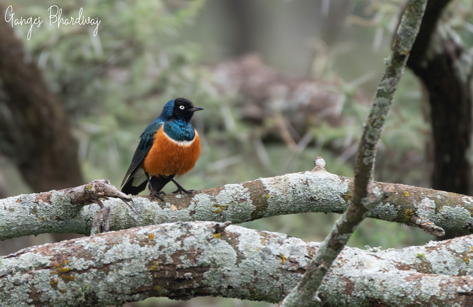 Superb Starling