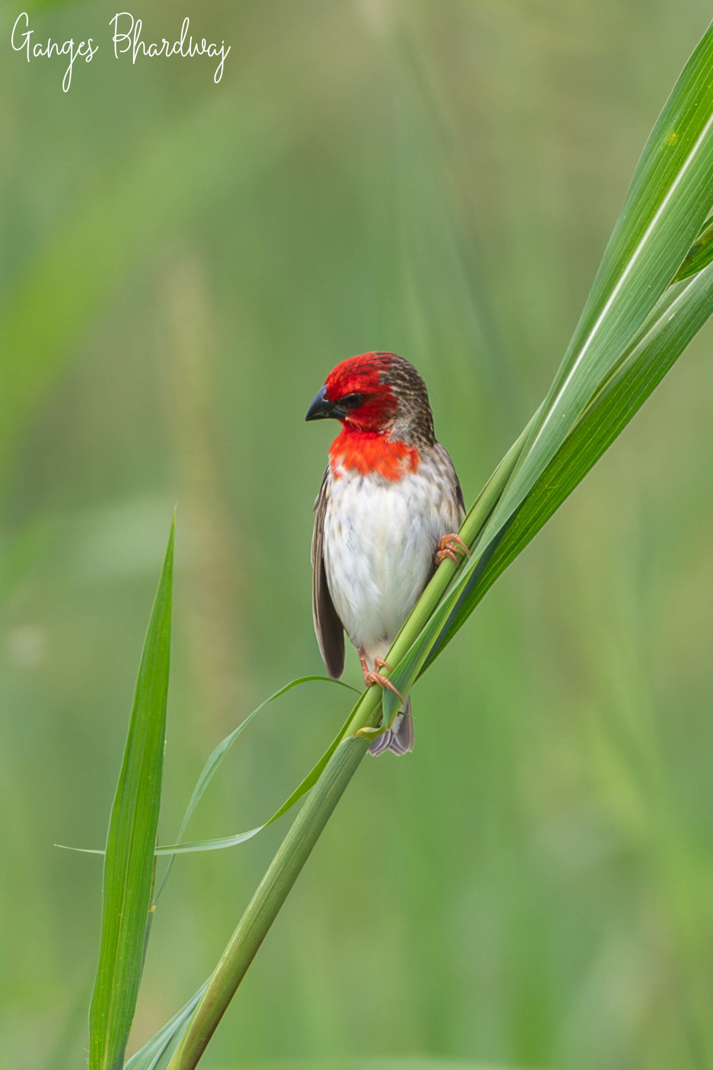 Red-headed Weaver