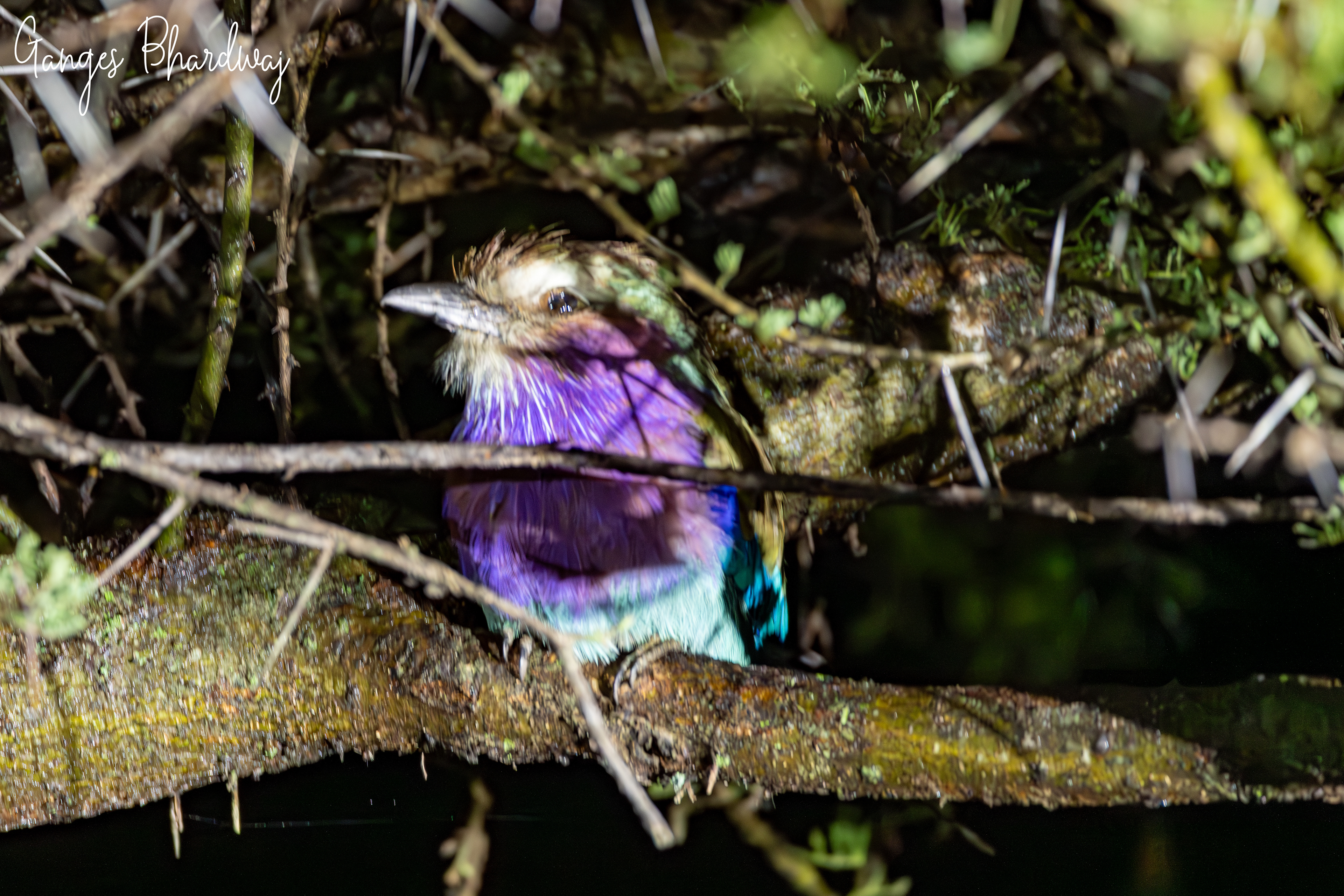 Lilac breasted roller