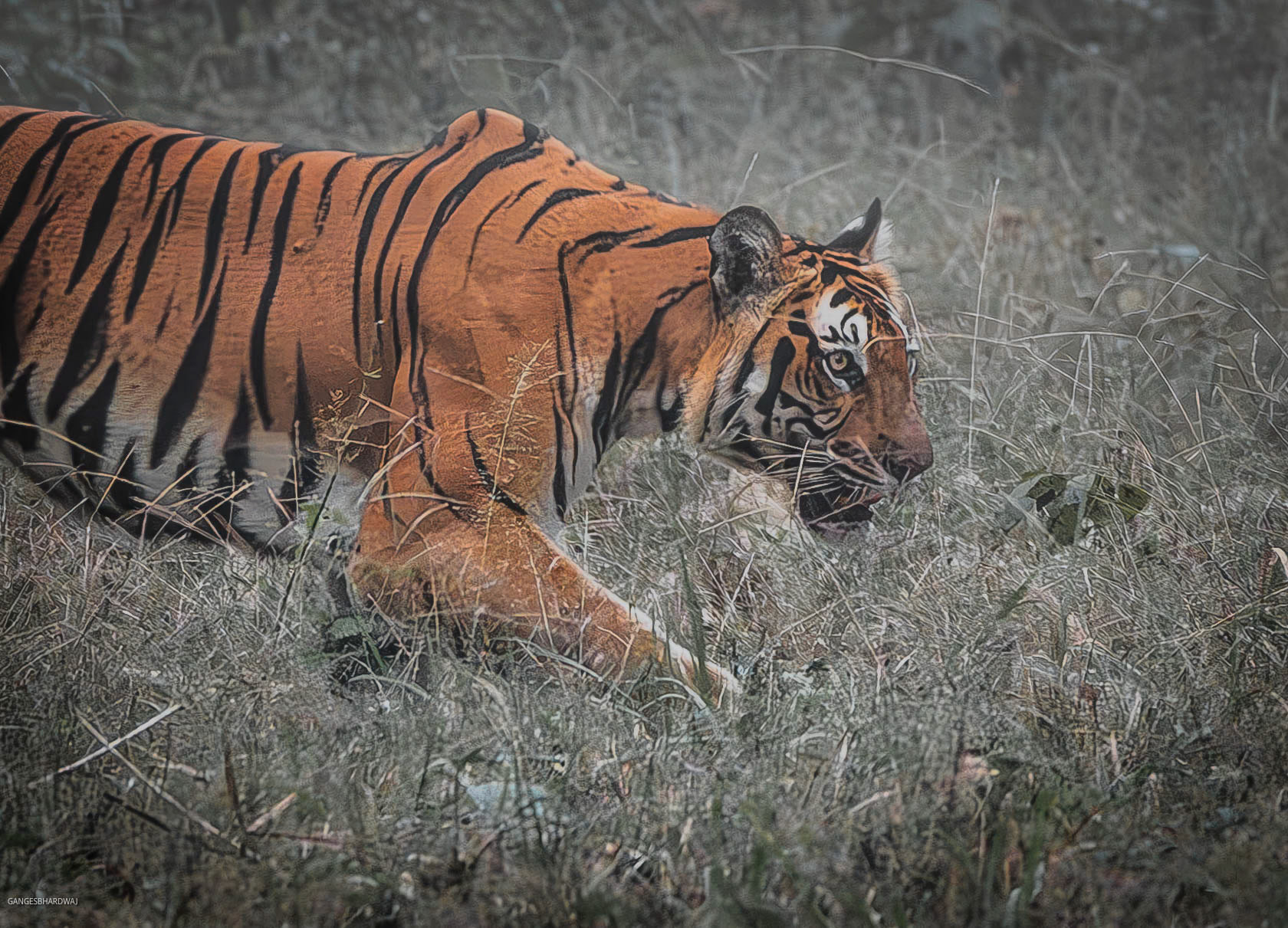 Temple Tank Tigress in stealth mode
