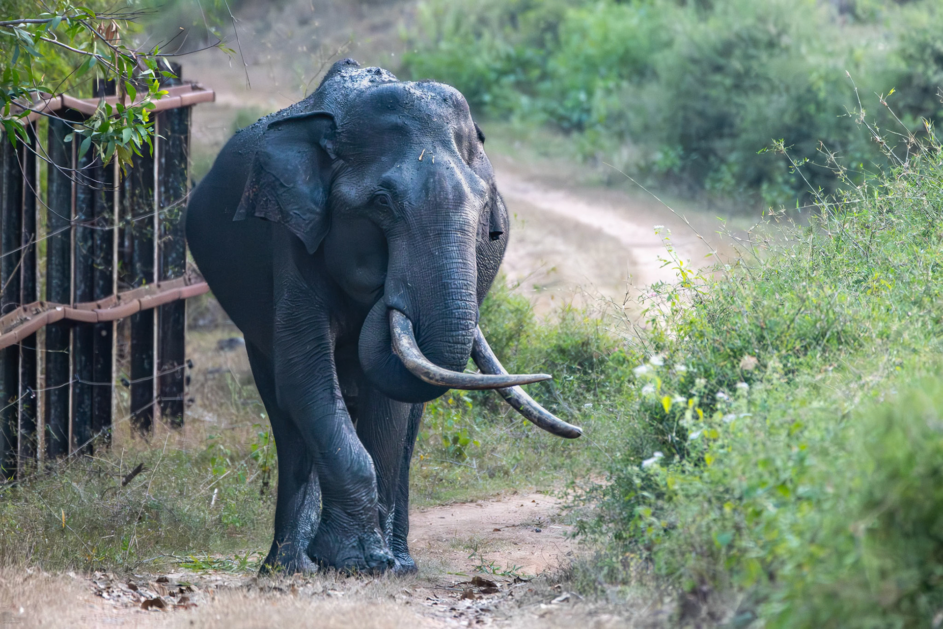 Asiatic Elephant at Kabini