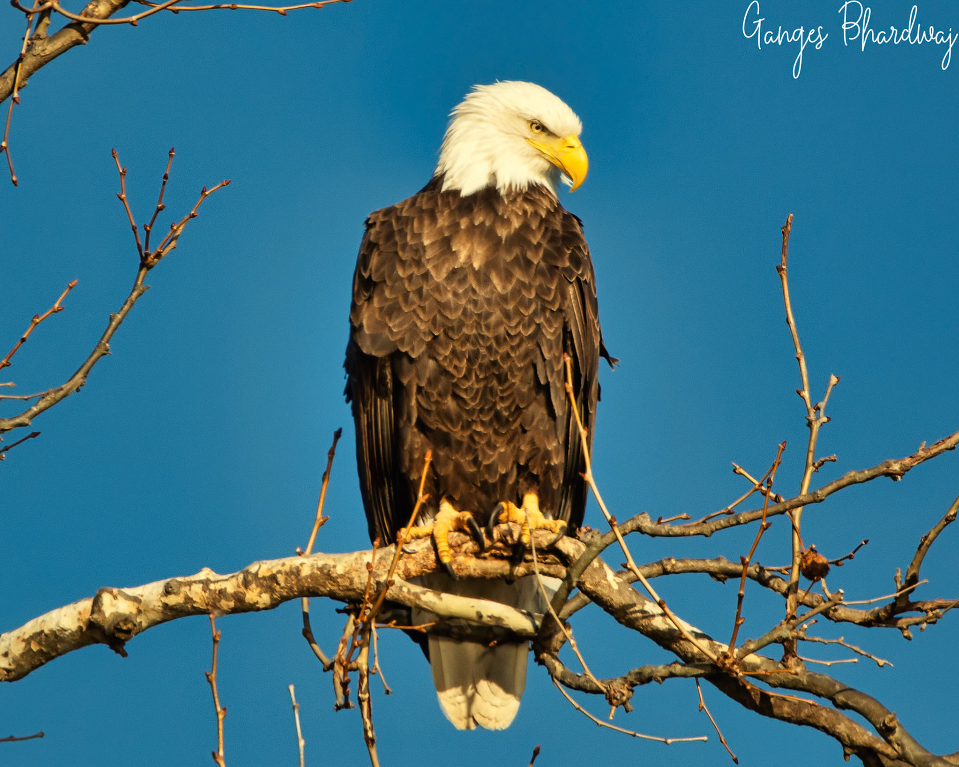 Bald Eagle at Conowingo Dam