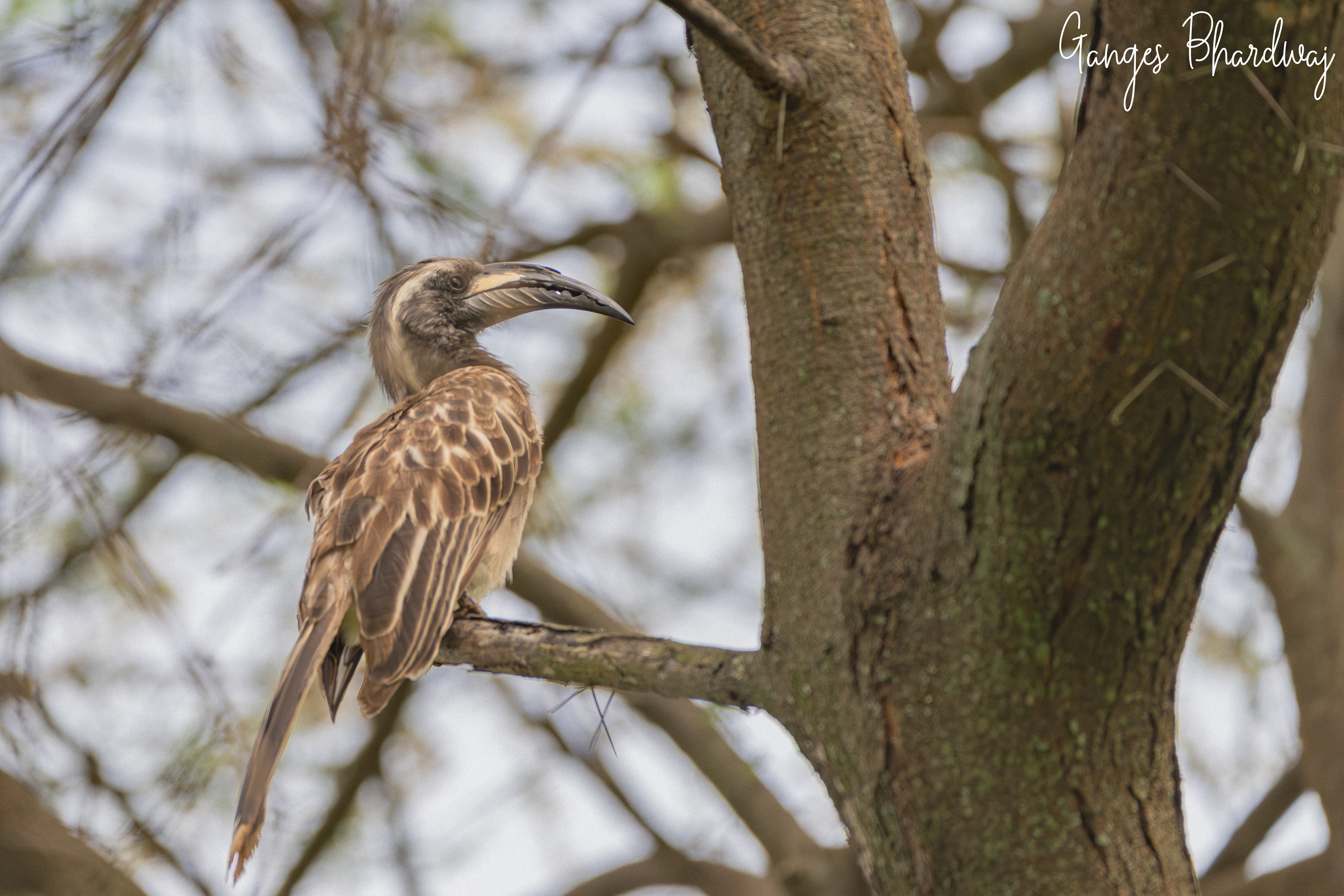 African Gray Hornbill